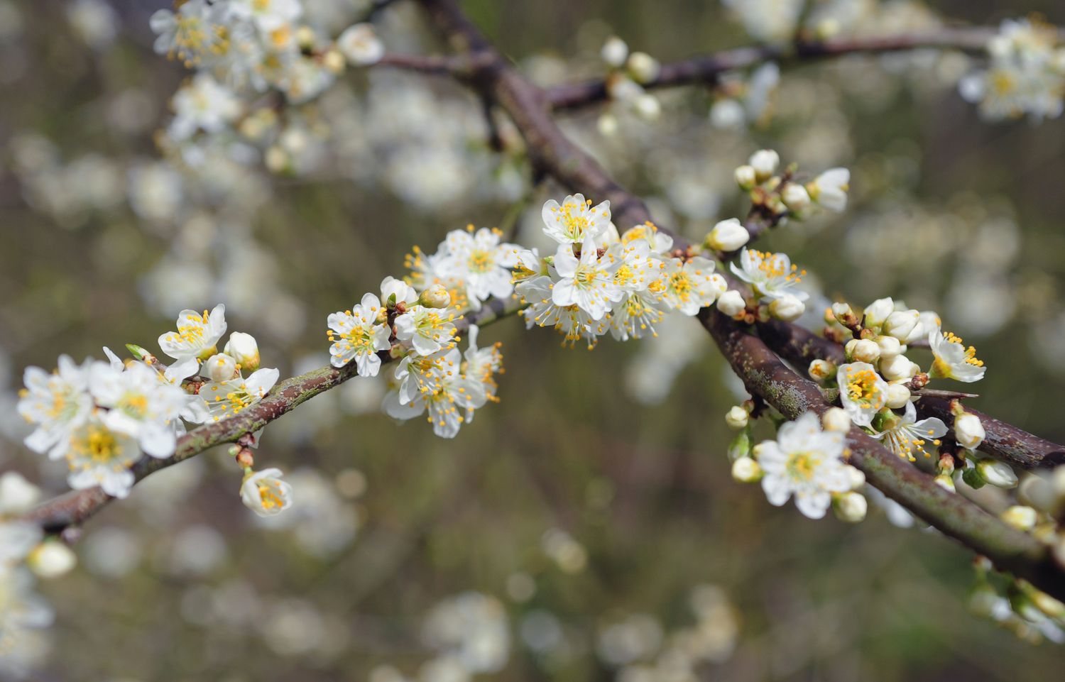 Schlehenbaumzweig mit kleinen weißen Blüten in Nahaufnahme