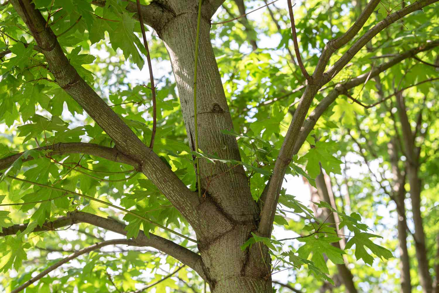 Großblättriger Ahornbaumstamm mit hellem Stamm und ausladenden Ästen mit großen Blättern