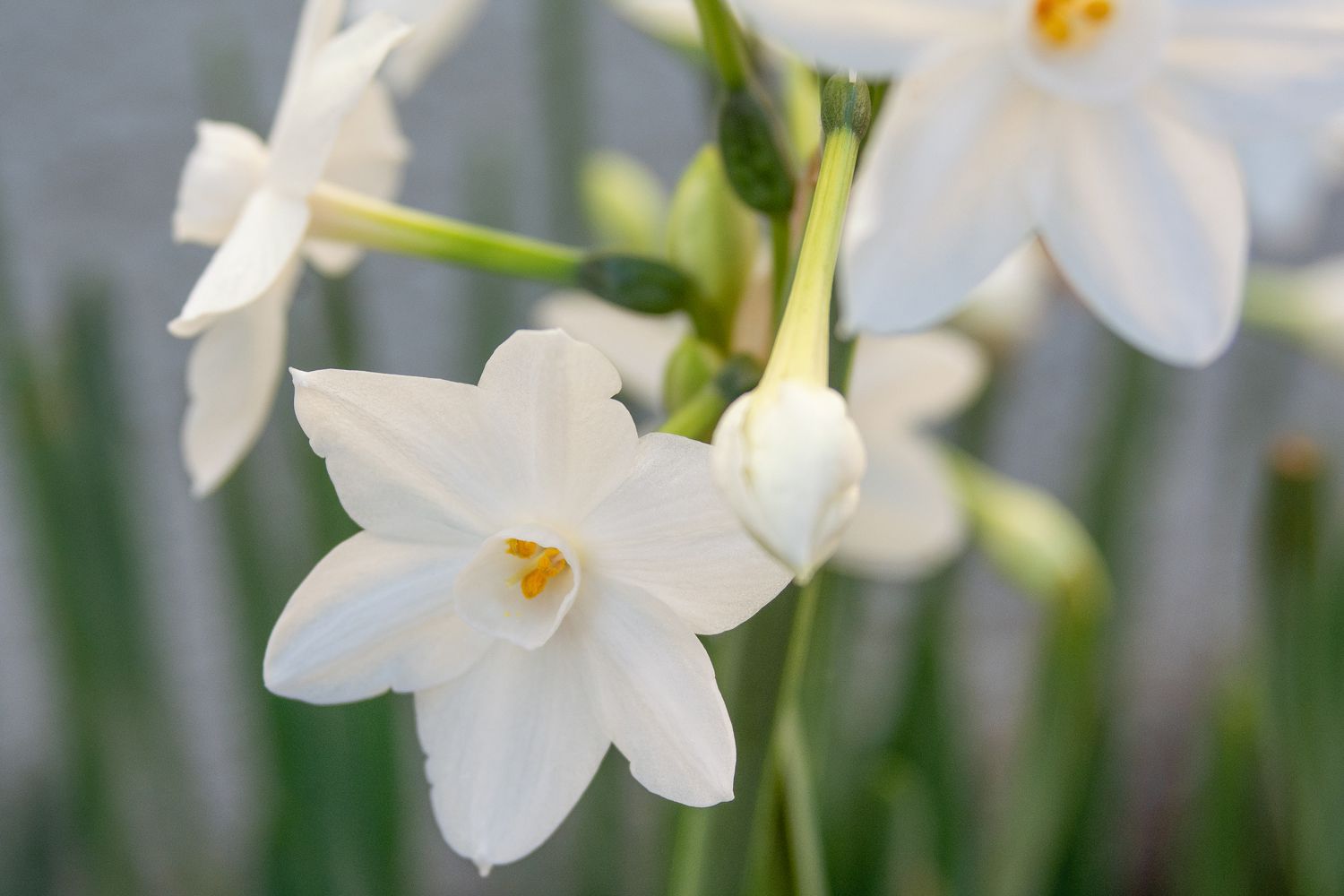 Planta de narciso blanco con flores y capullos blancos