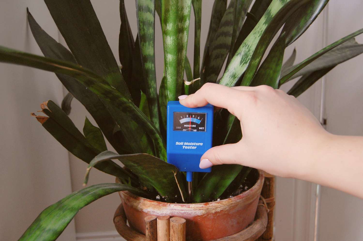 A hand is pushing a blue moisture down into the soil of a snake plant potted in a terracotta pot.