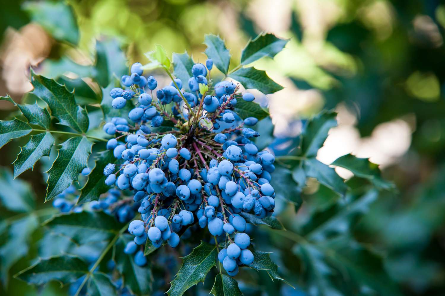 Oregon-Traubenstrauch Zweig mit hellblauen Trauben und Blättern