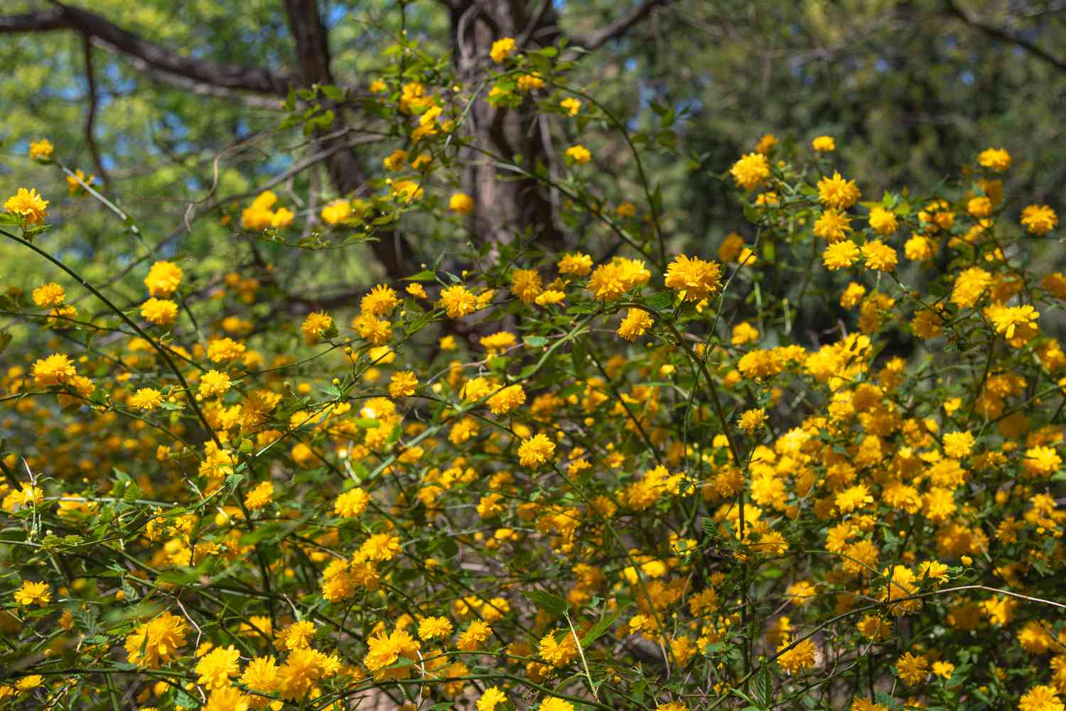 Japanische Rosenstrauchzweige mit langen Stielen und gelben Blüten