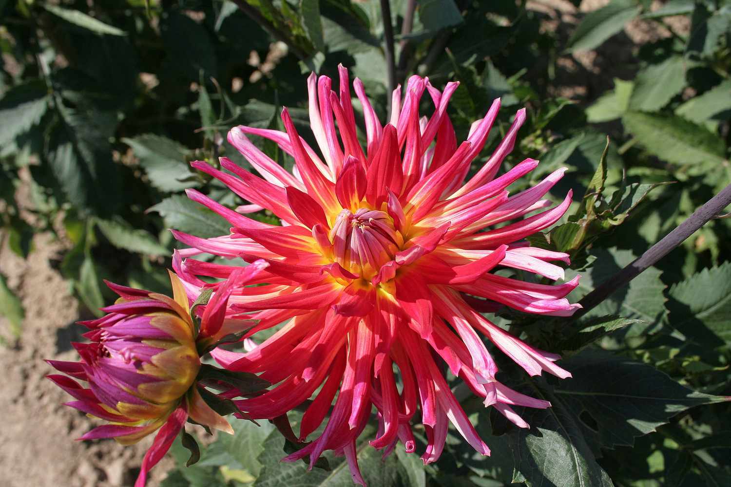 Bora Bora Dahlia