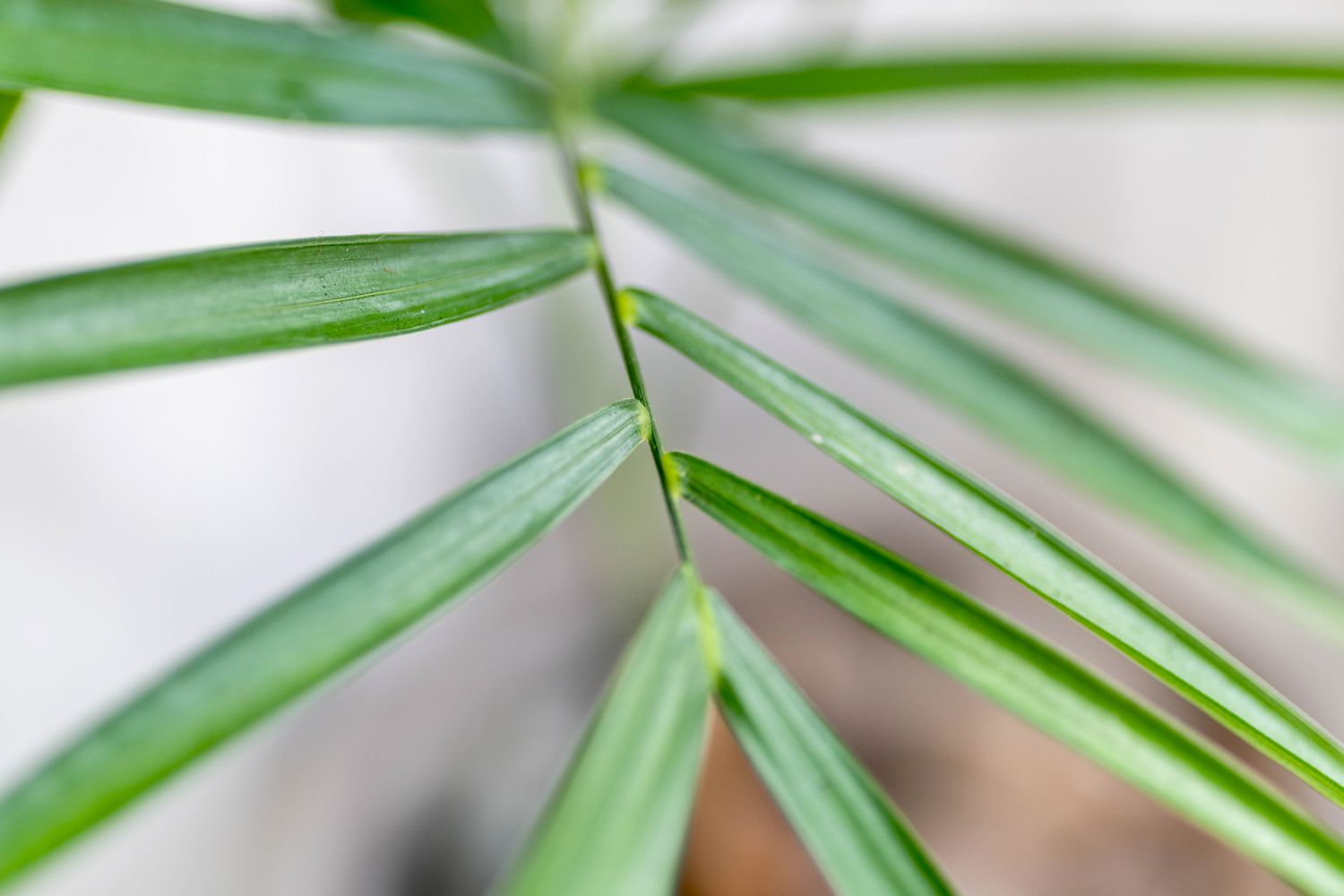 Bambuspalmenstamm mit langen, glänzenden Blättern in Nahaufnahme