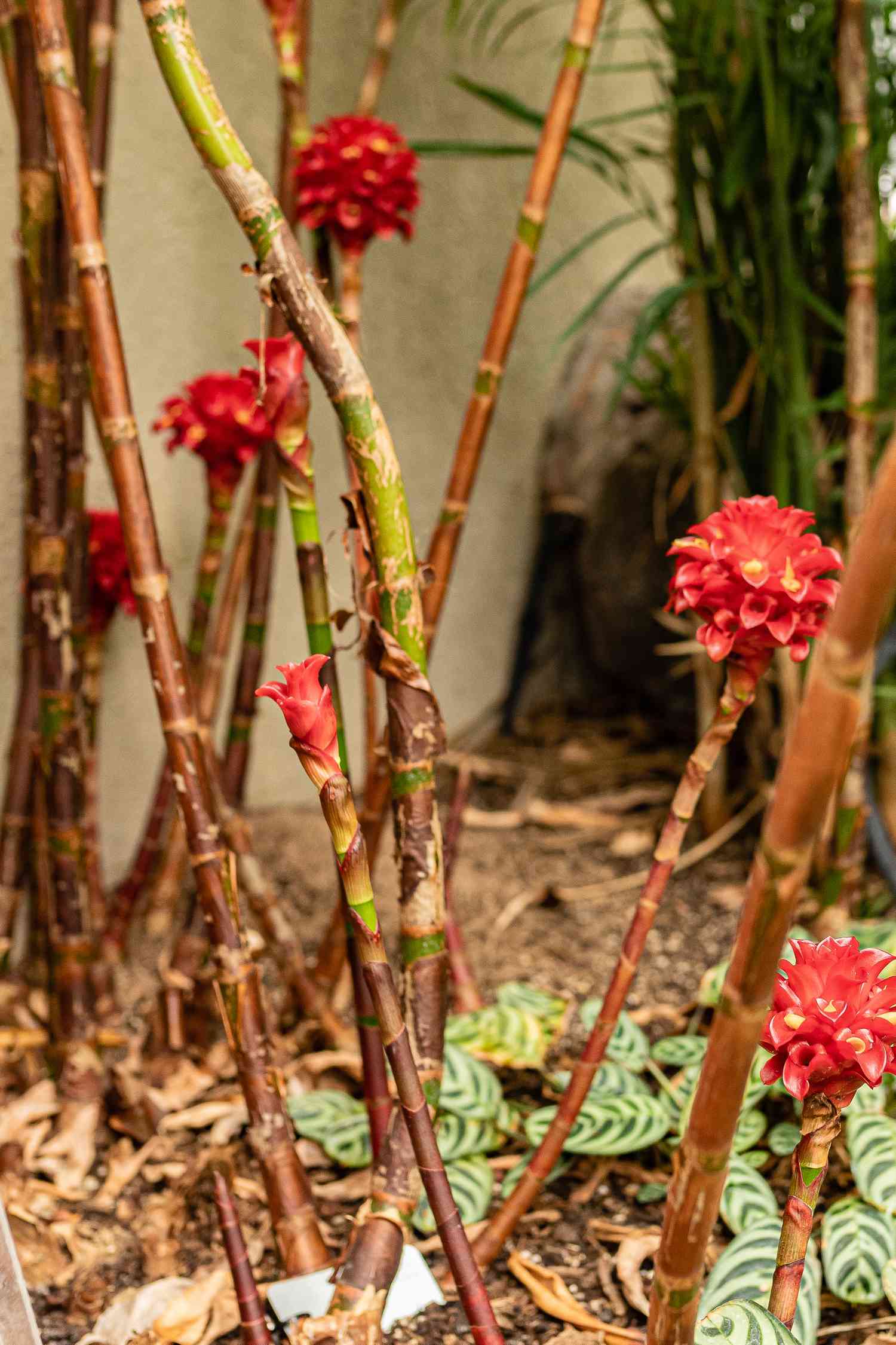 Plante de gingembre ananas avec des tiges ressemblant à des roseaux avec des bractées de fleurs cireuses et des bourgeons sur les extrémités