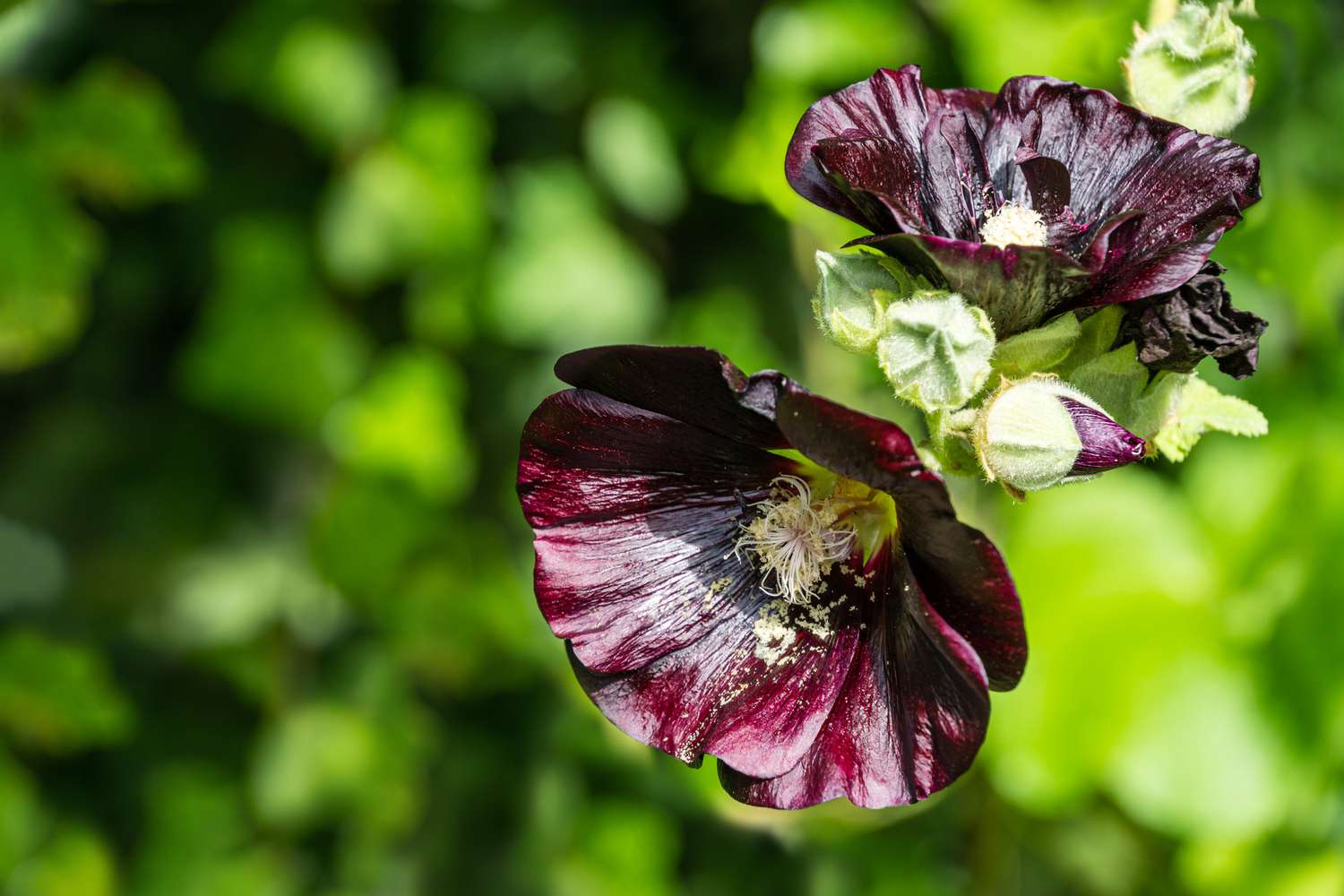 Alcea rosea 'nigra' é comumente conhecida como malva-preta. A flor alta Black Malva com enormes flores escuras decora qualquer jardim. Fundo natural maravilhoso para qualquer ideia. Há lugar para texto