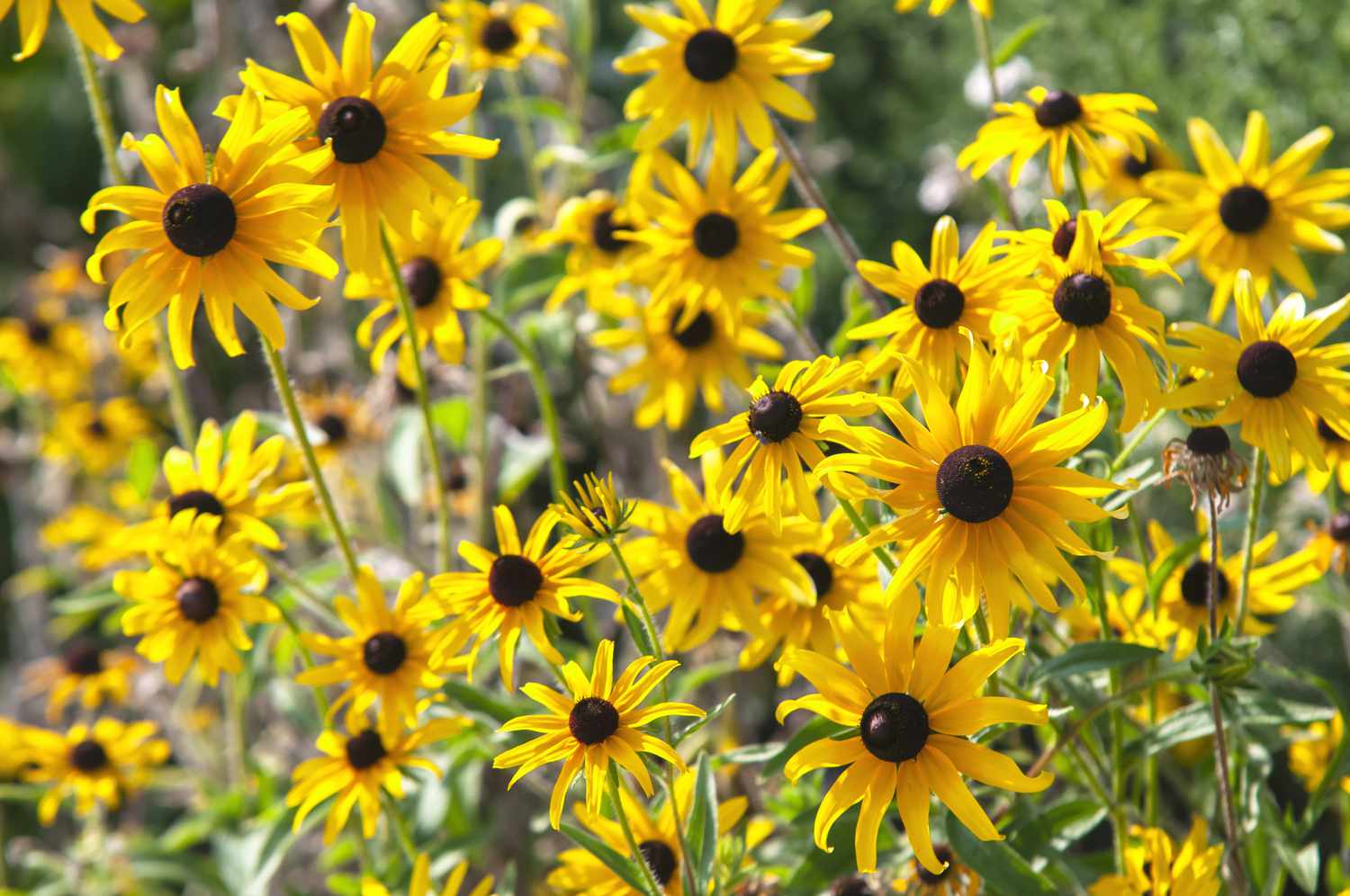 Planta perenne de susan de ojos negros a pleno sol