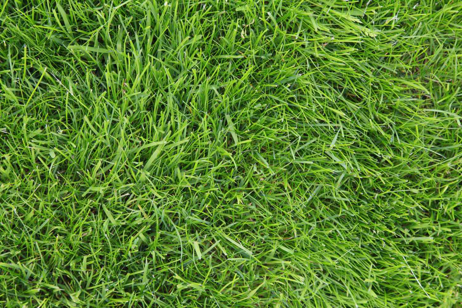Olhando para a grama verde fresca do gramado