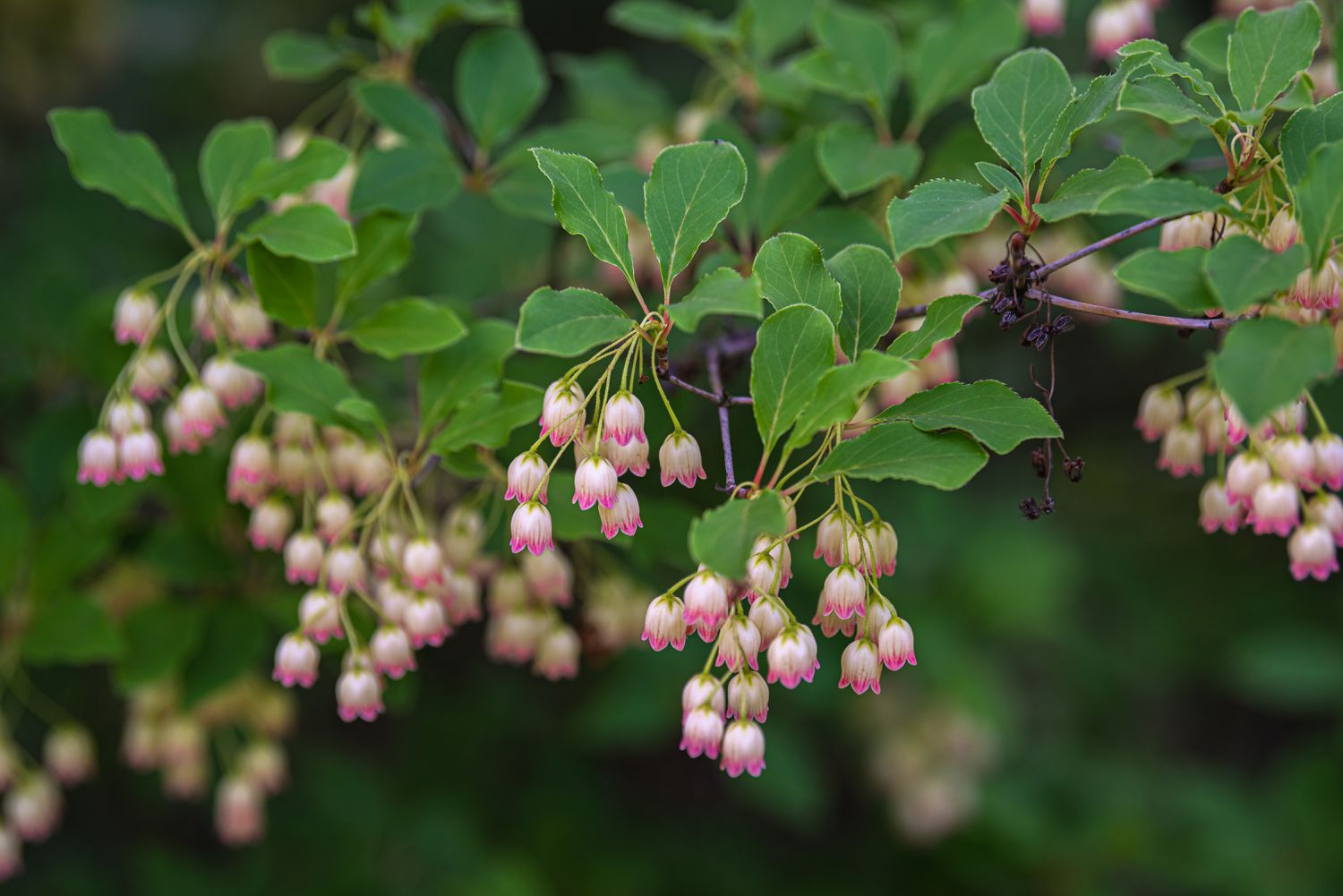 Red vein enkianthus shrub branch with small bell-shaped white flowers with pink veins closeup