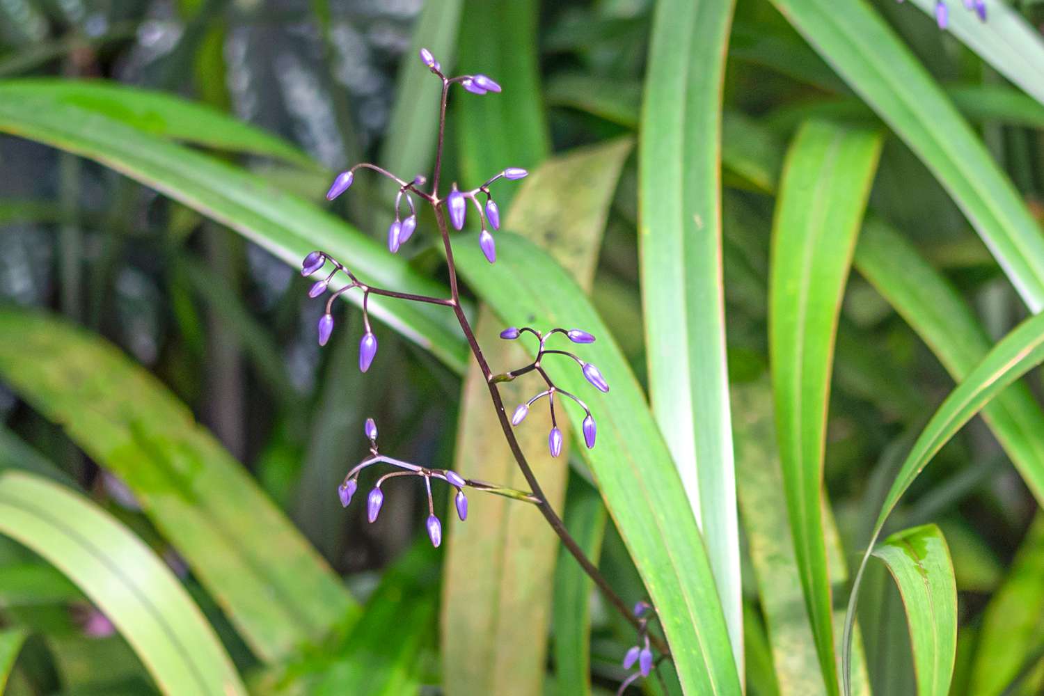 Flachslilie mit winzigen violetten Blütenrispen an dünnem Stiel