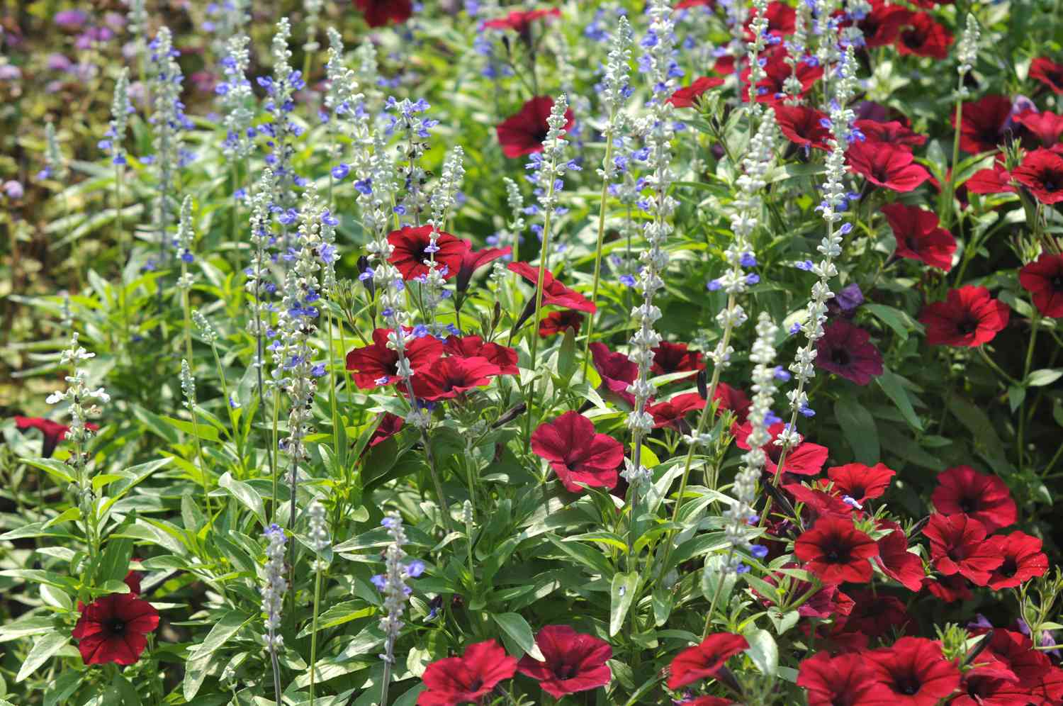 Mehliger Bechersalbei mit hellblauen Blüten in Blättern und anderen roten Blüten 