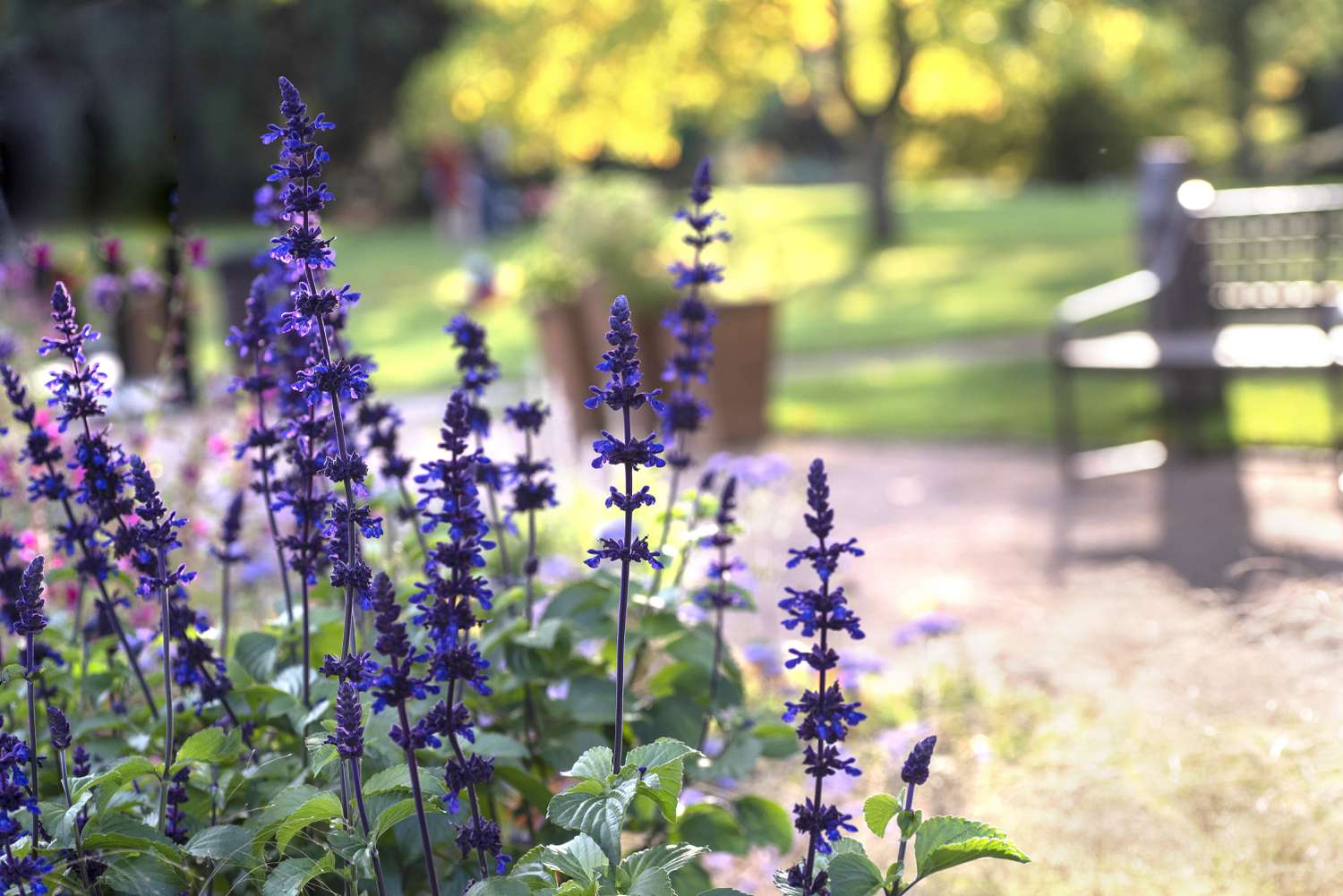 Sálvia azul Victoria com flores e folhas roxas ao lado do caminho e do banco do parque