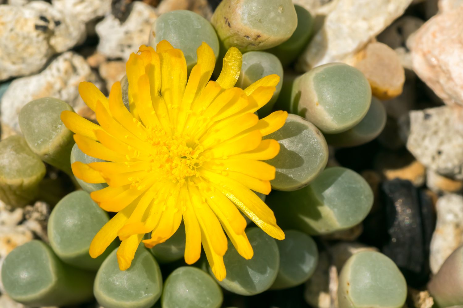 Fenestraria rhopalophylla?aka baby toes suculenta flor amarillo brillante.