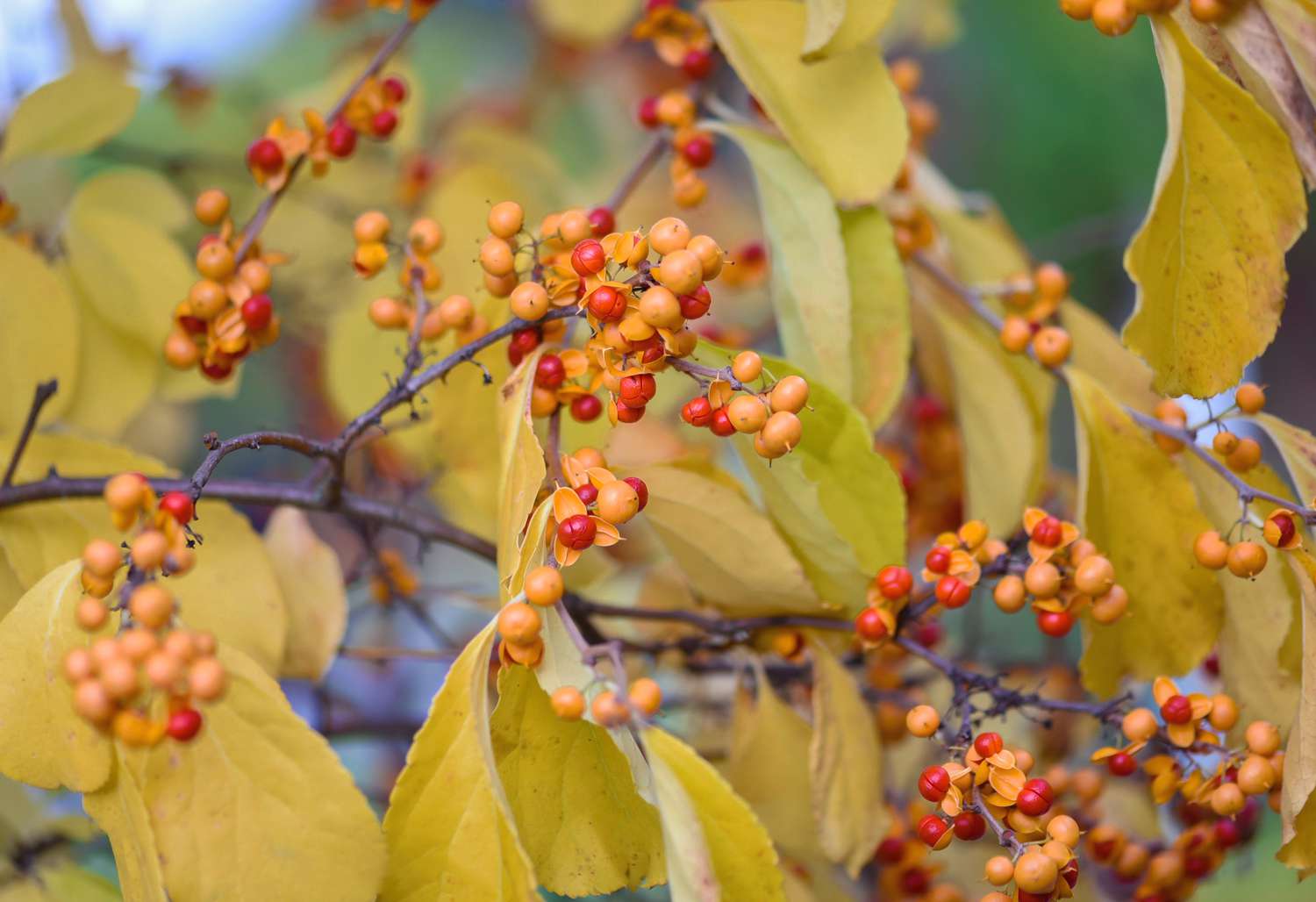 Orientalische Bittersüßpflanze mit gelben Blättern und roten und orangen Beeren