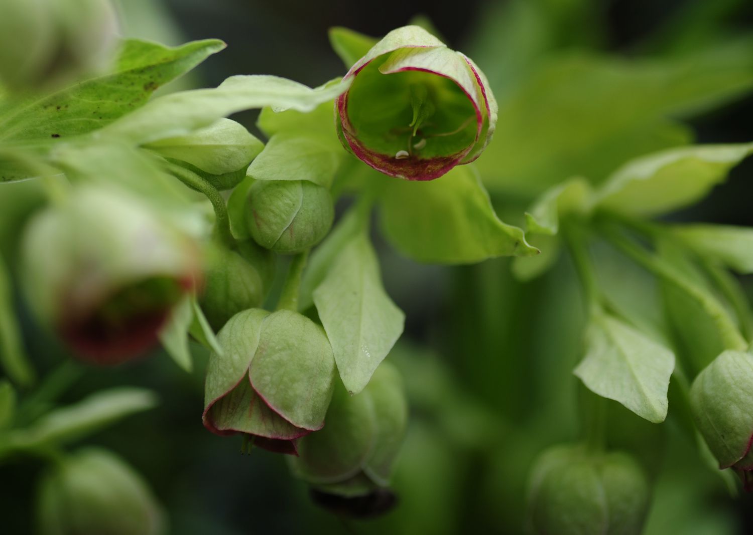 Stinkende Nieswurzpflanze mit hellgrünen, schalenförmigen Blüten mit roten Spitzen und Knospen, die in Gruppen angeordnet sind