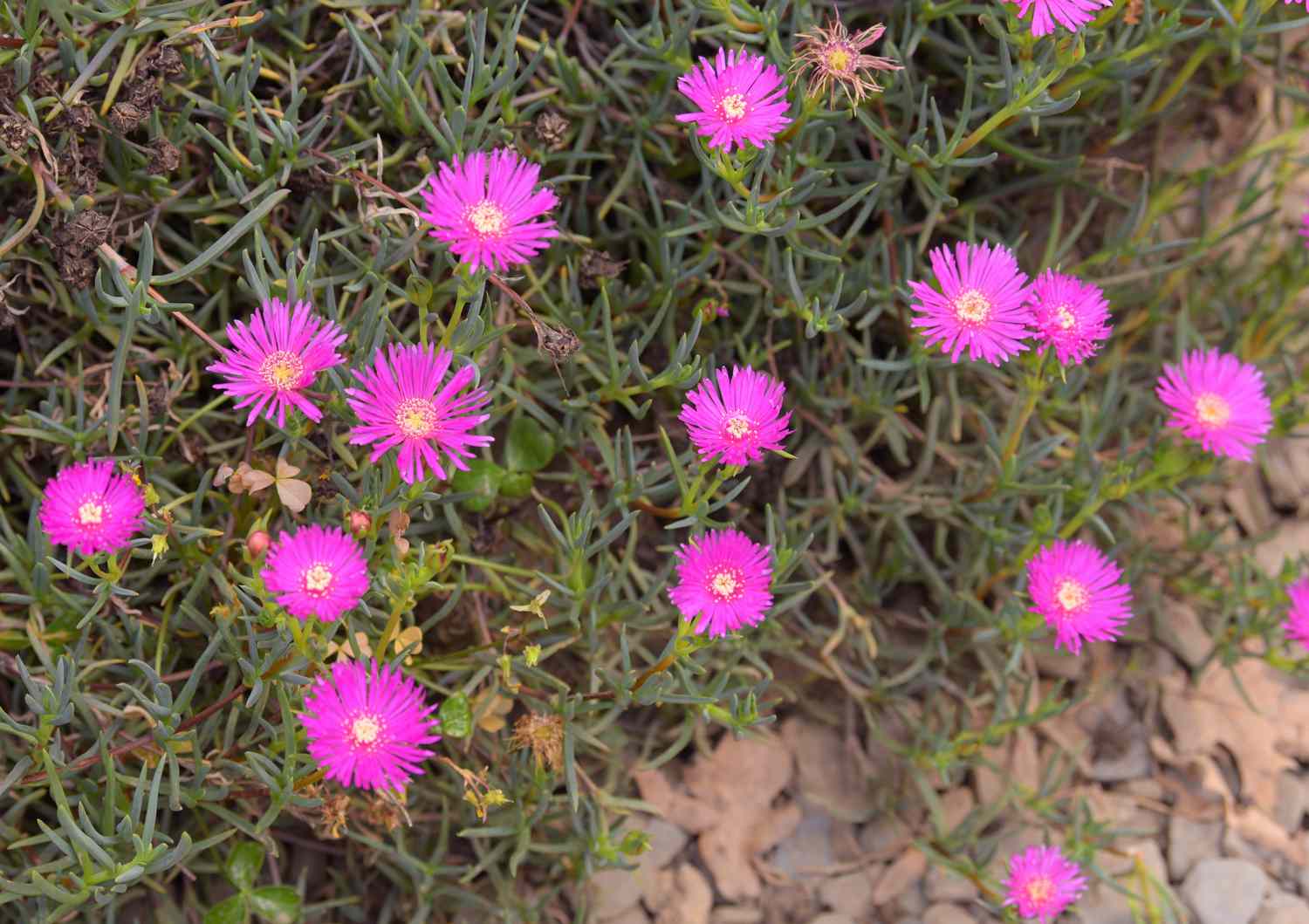 Winterharte Eispflanze mit dünnen rosafarbenen Strahlenblüten an sukkulentenartigen Stängeln