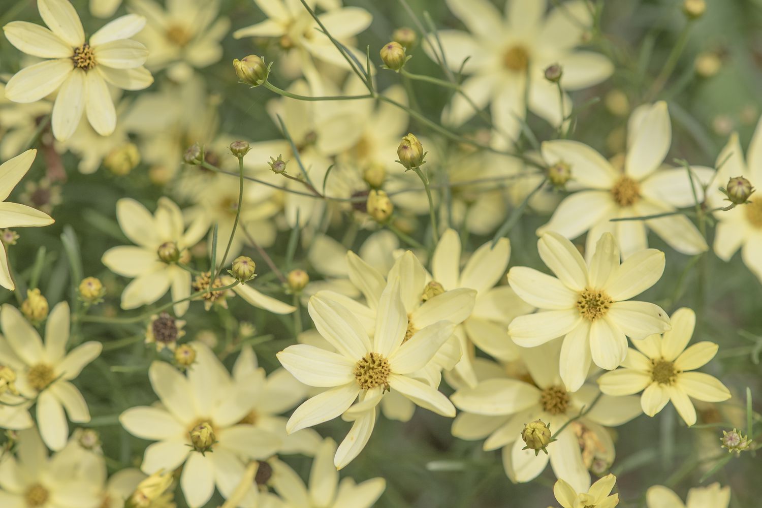 'Moonbeam' Fadenblättrige Coreopsis mit gelber Mitte und Blütenblättern