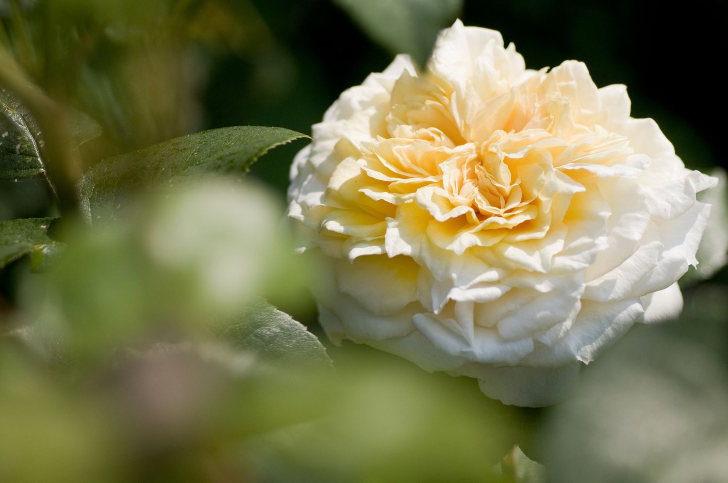 'Fair Bianca' Englische Rose mit cremefarbenen Blütenblättern