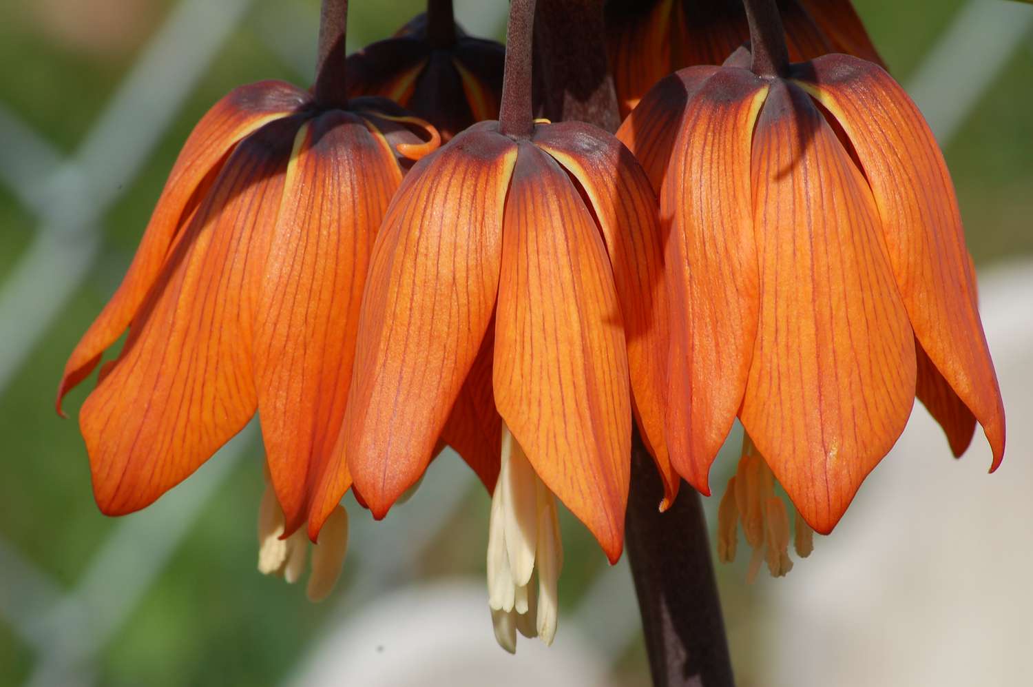 crown imperial