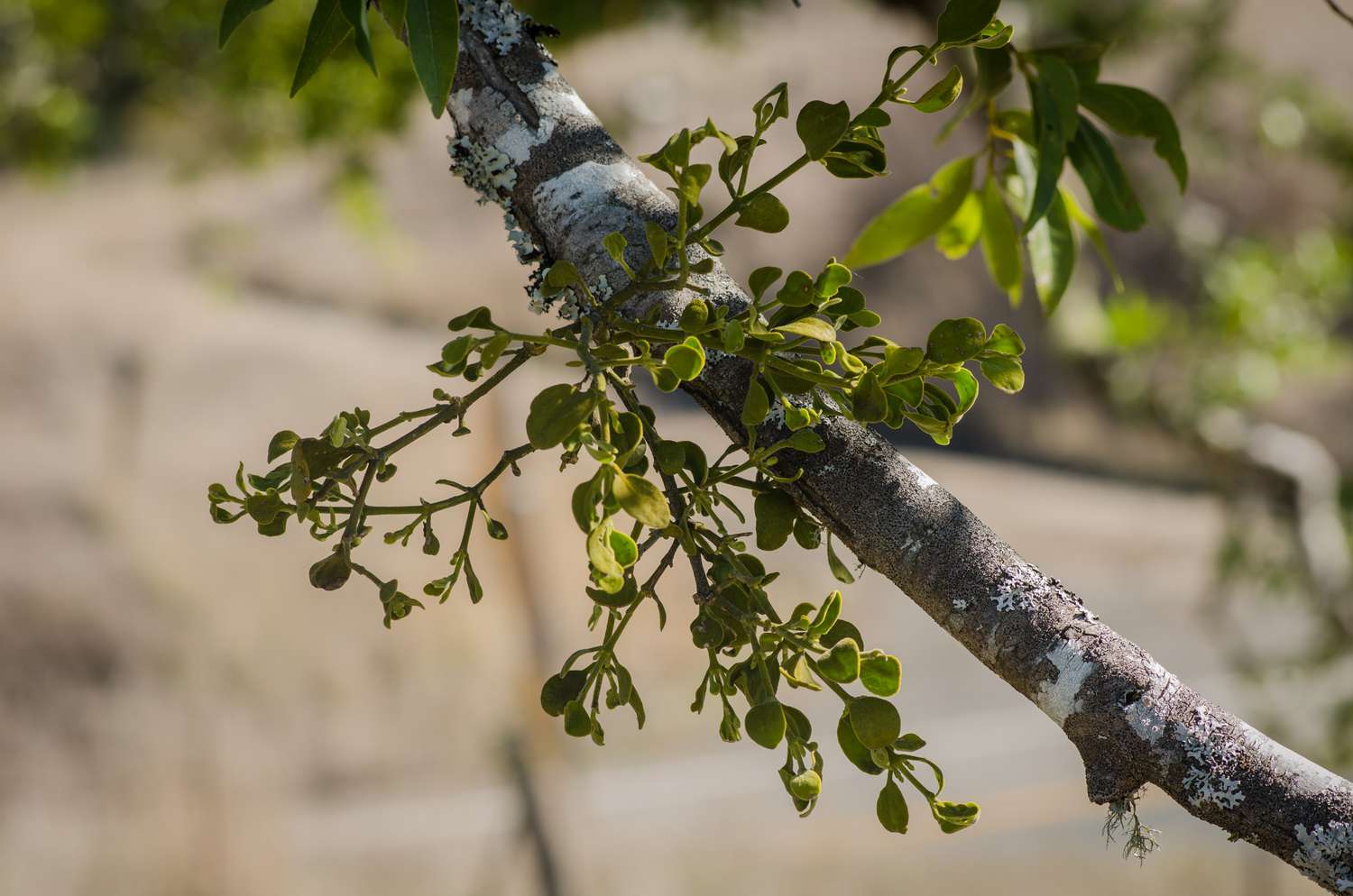 American Mistletoe