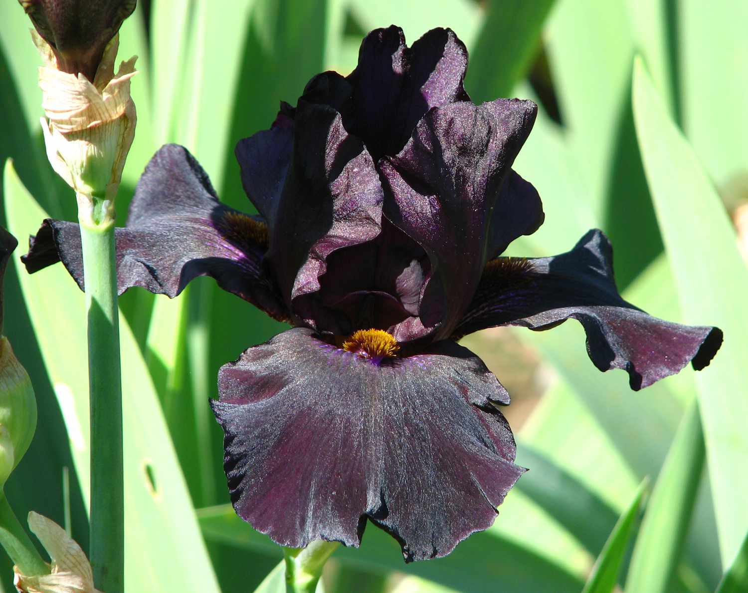 Old Black Magic Bearded Iris