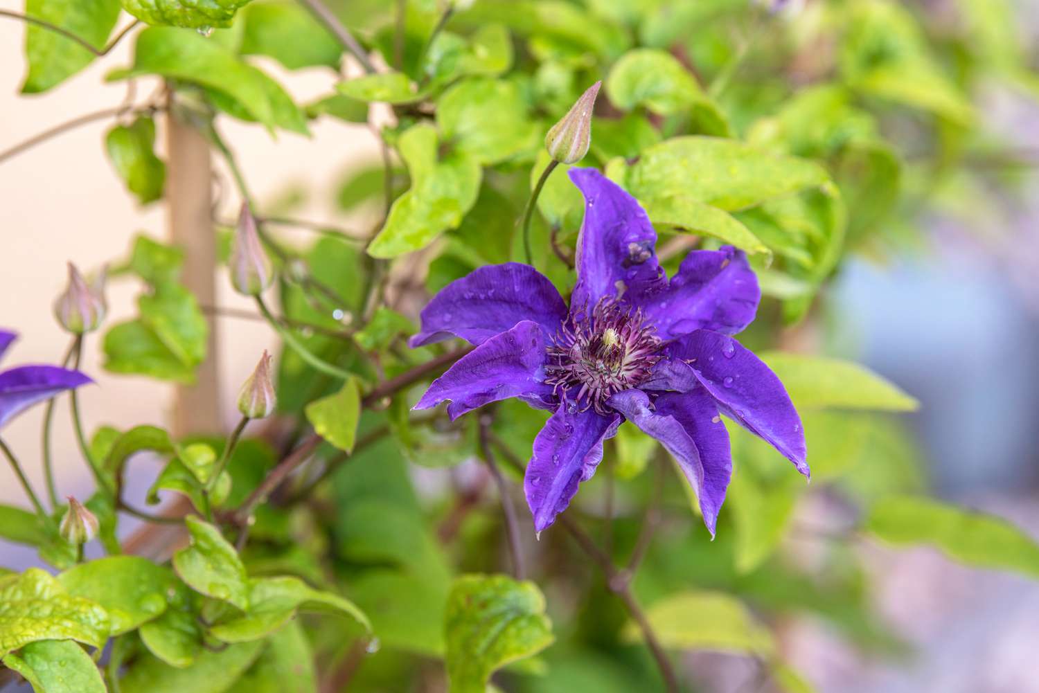 Planta Clematis 'El Presidente' con flor azul violácea con anteras rojizas en el centro creciendo en enredadera