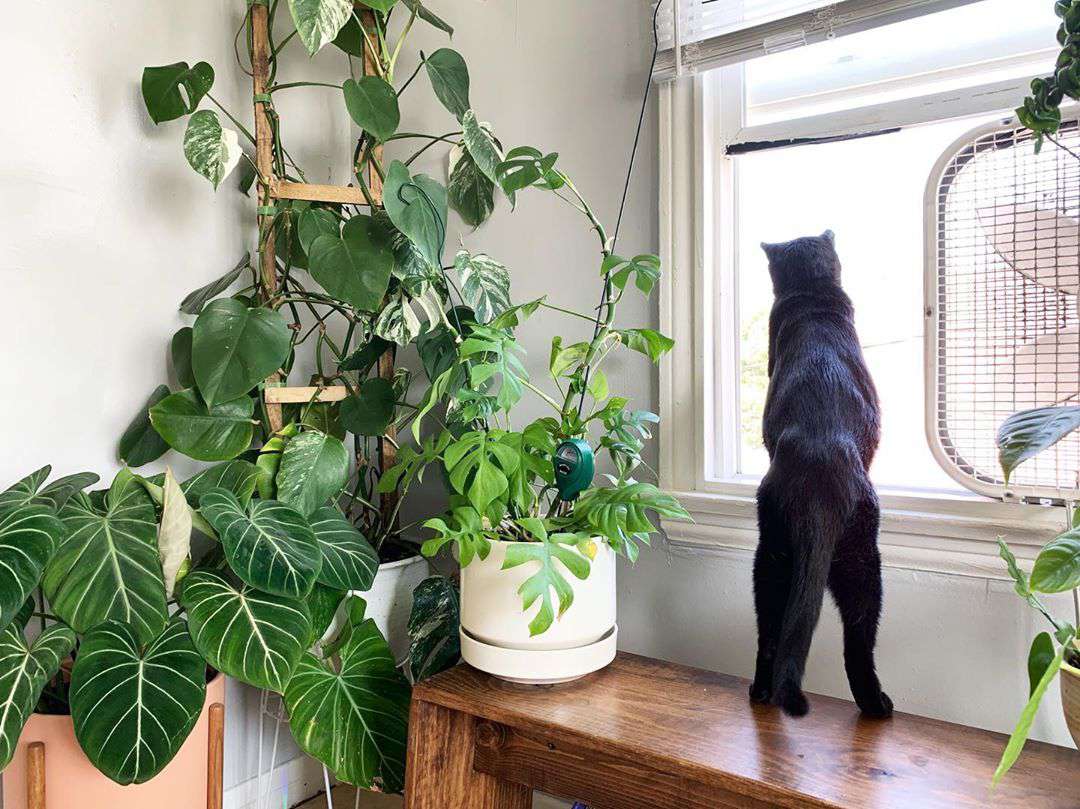 Katze schaut bei Pflanze aus dem Fenster