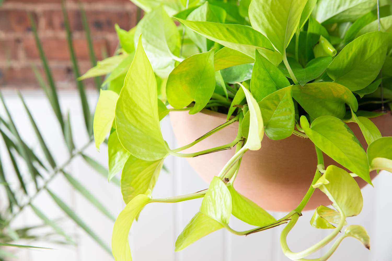 Primer plano de hojas de pothos neón