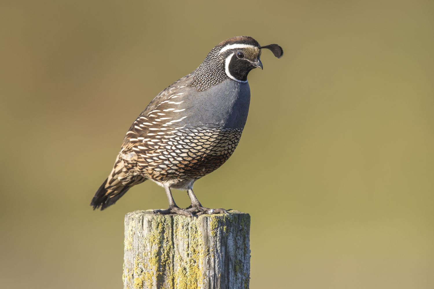 California quail