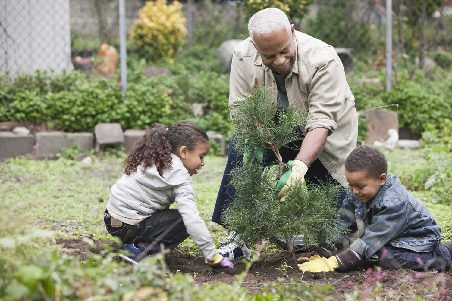 Großvater und Enkelkinder pflanzen gemeinsam einen Baum