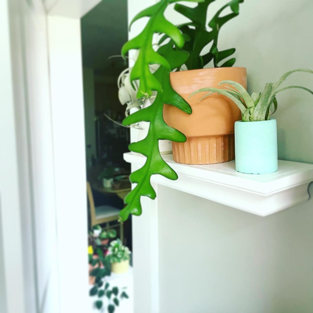 petite plant shelf
