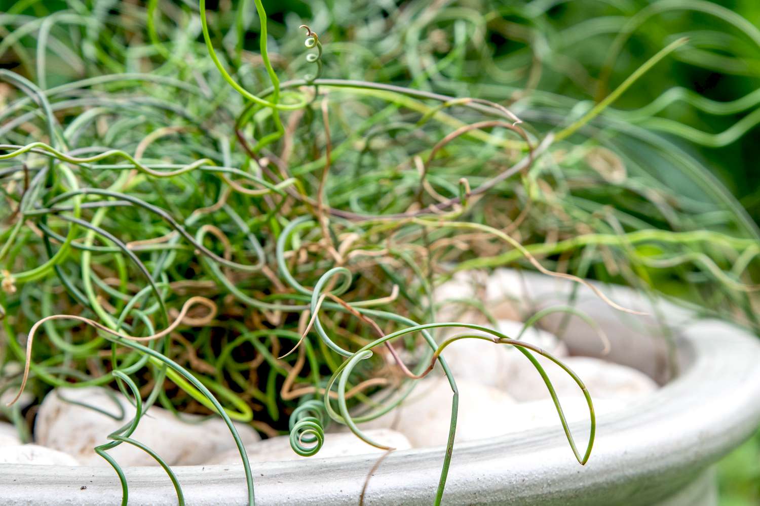 Korkenzieherbinsenpflanze mit gekräuselten und gedrehten Stängeln