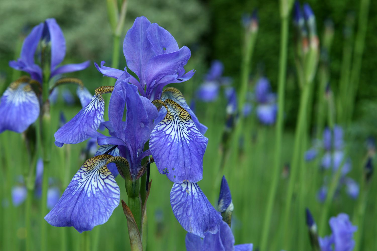 Blüte der blauen Fahneniris