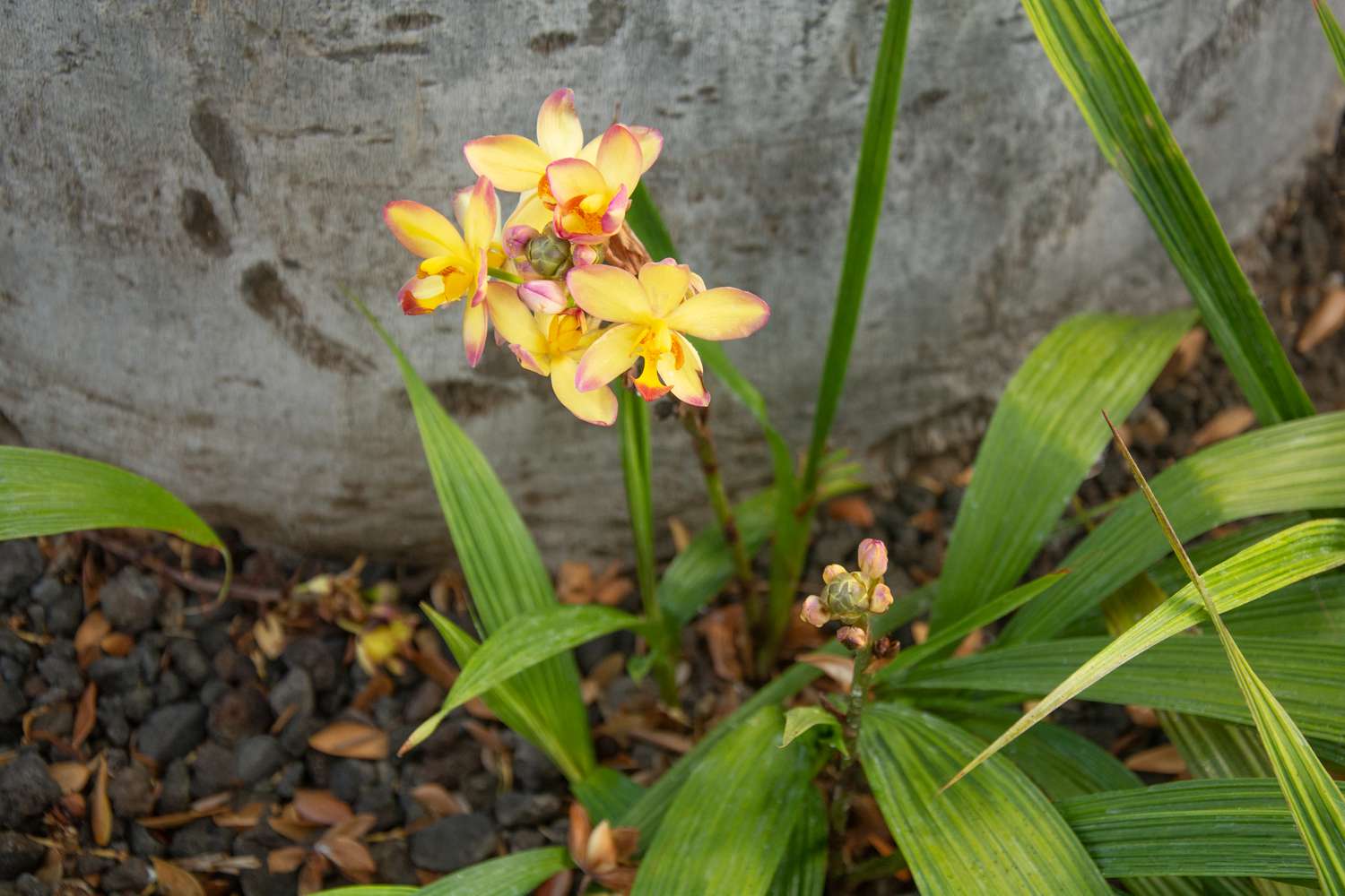 Spathoglottis-Orchideen mit gelben Blüten mit rosa Spitzen, umgeben von langen dicken Blattspreiten