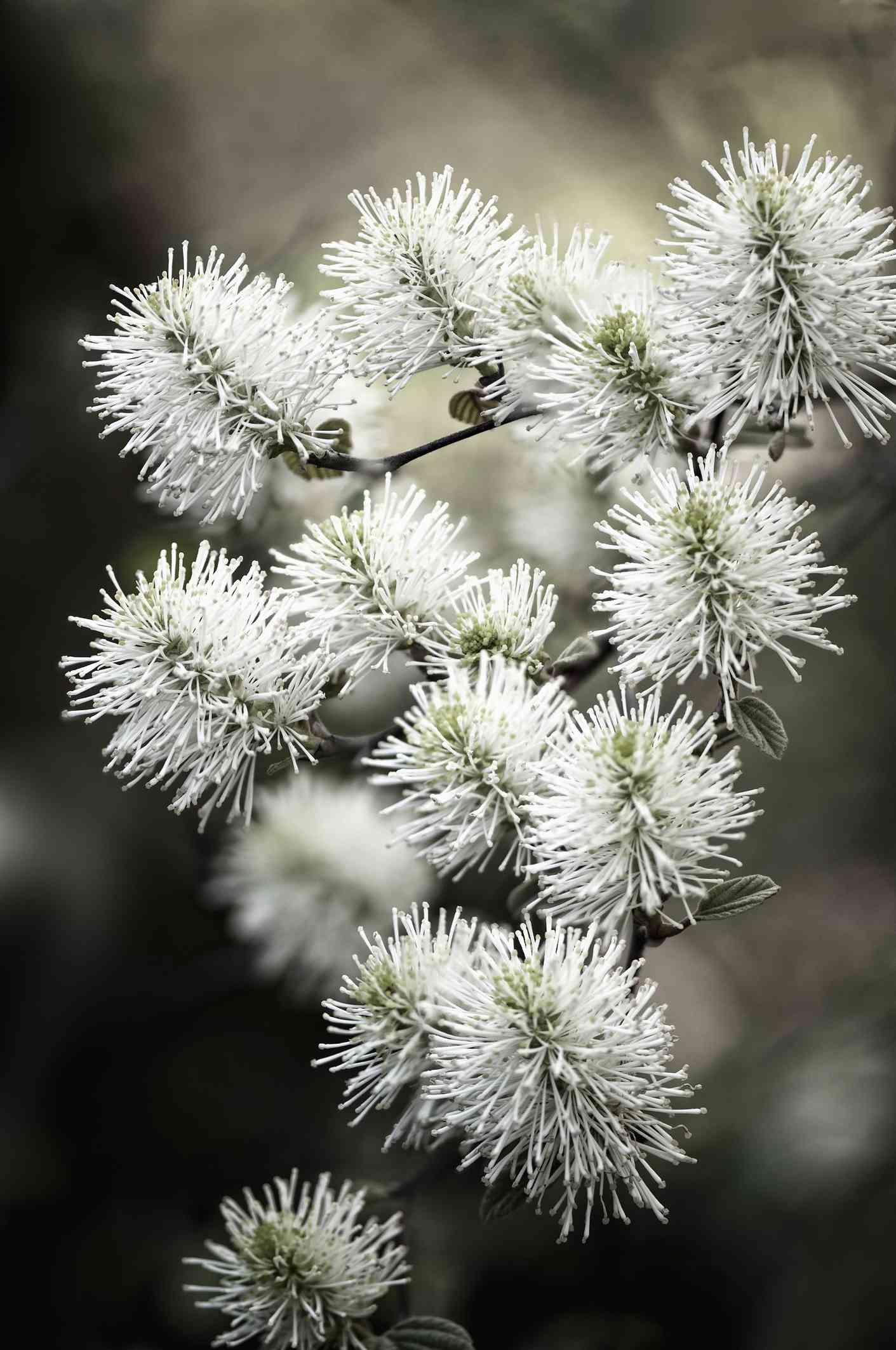 dwarf fothergilla flowers