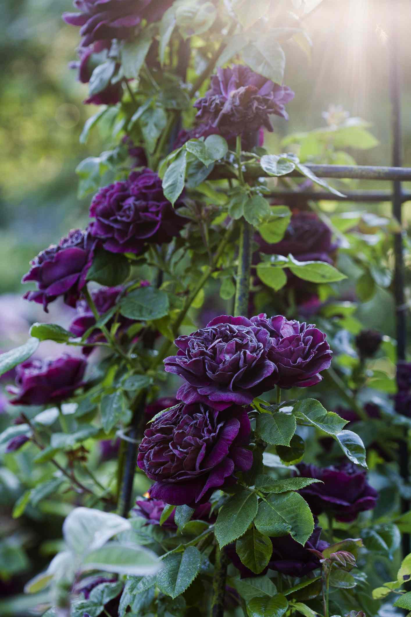 Flores moradas en la rosa Souvenir du Docteur Jamain