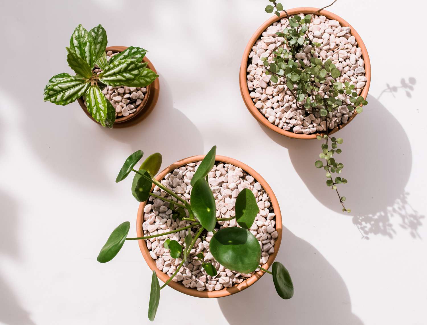 Sorten von Pilea