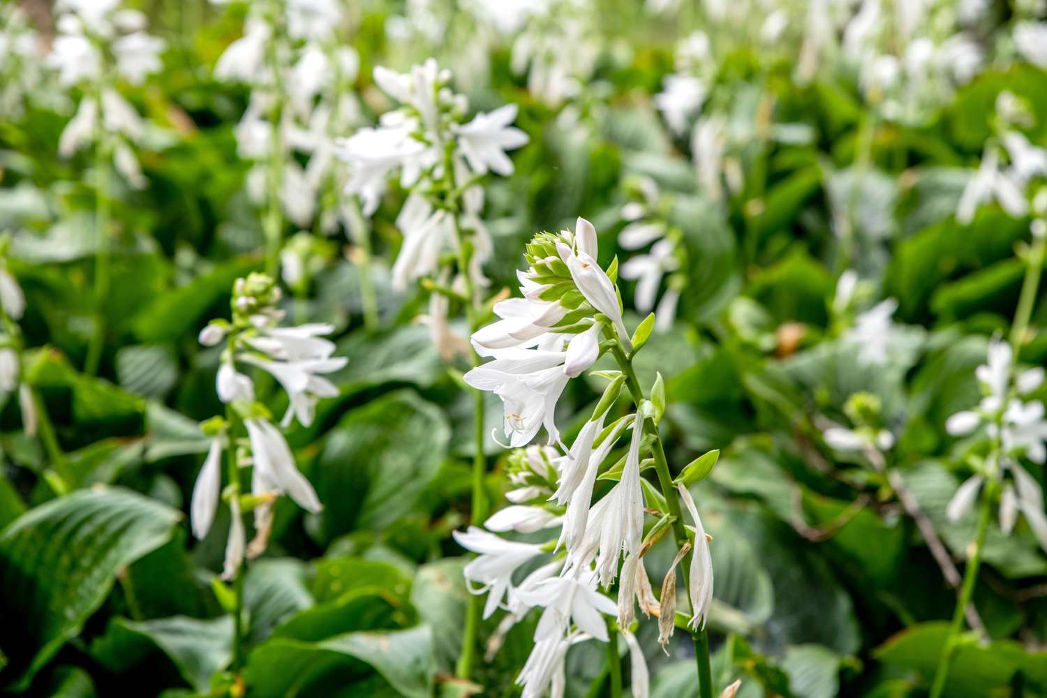 Nachtblühende weiße Blumen mit winzigen weißen Blüten an hohen Stielen