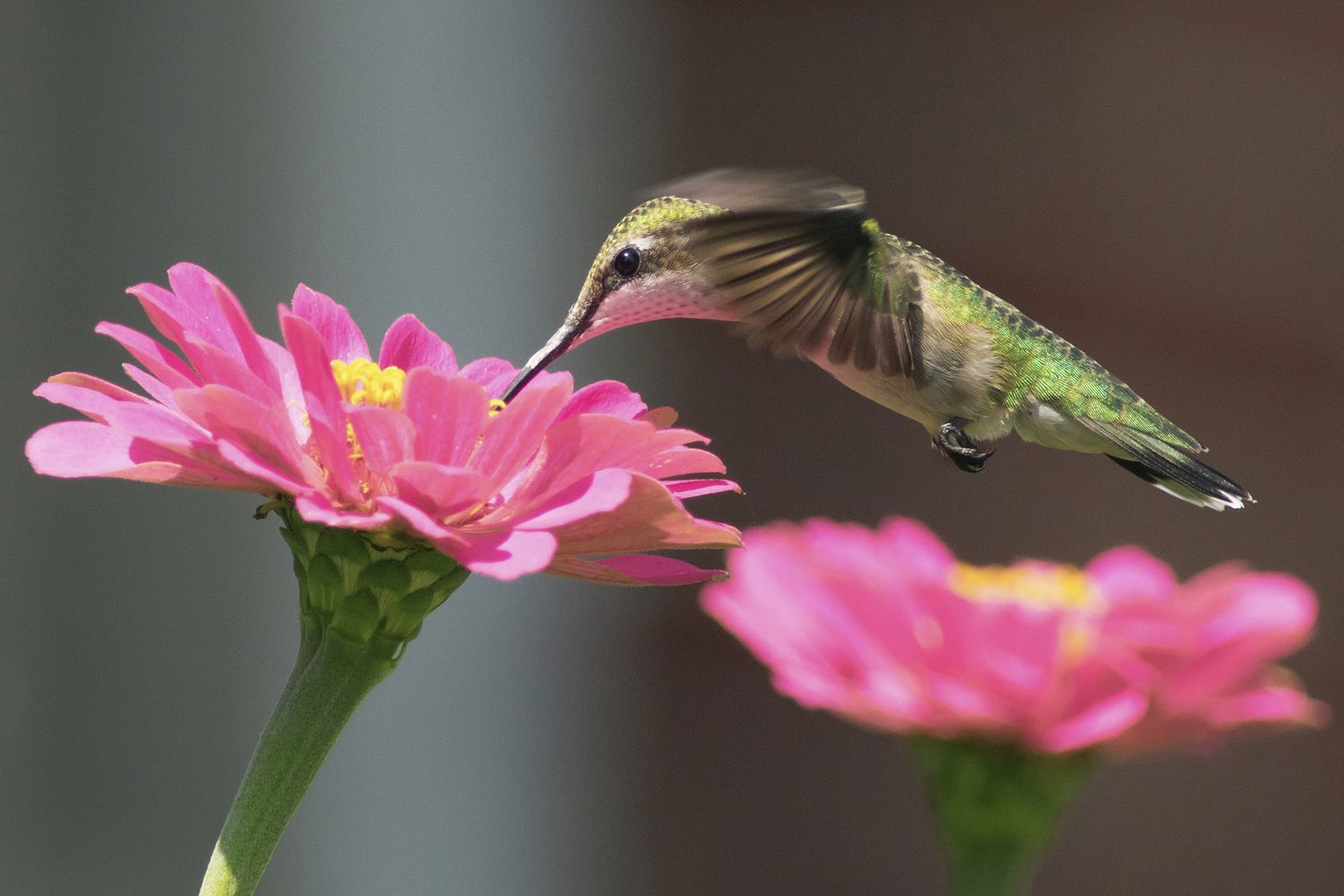 ein Rubinkehlkolibri trinkt Nektar aus einer rosa Blüte