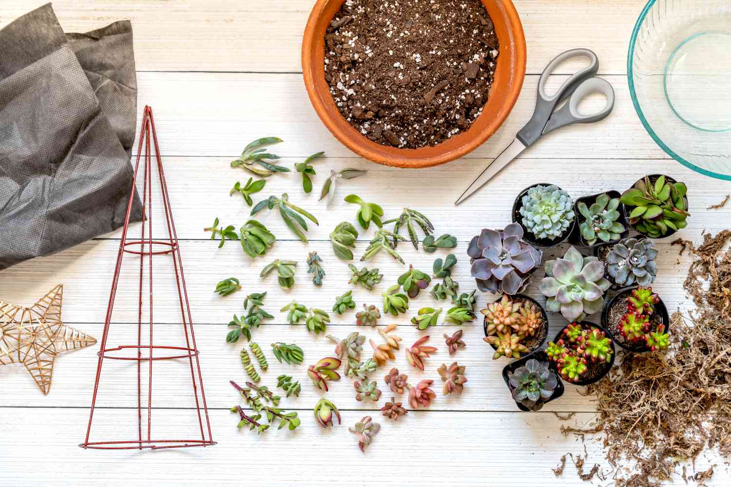 Matériaux et outils pour faire un arbre de Noël succulent