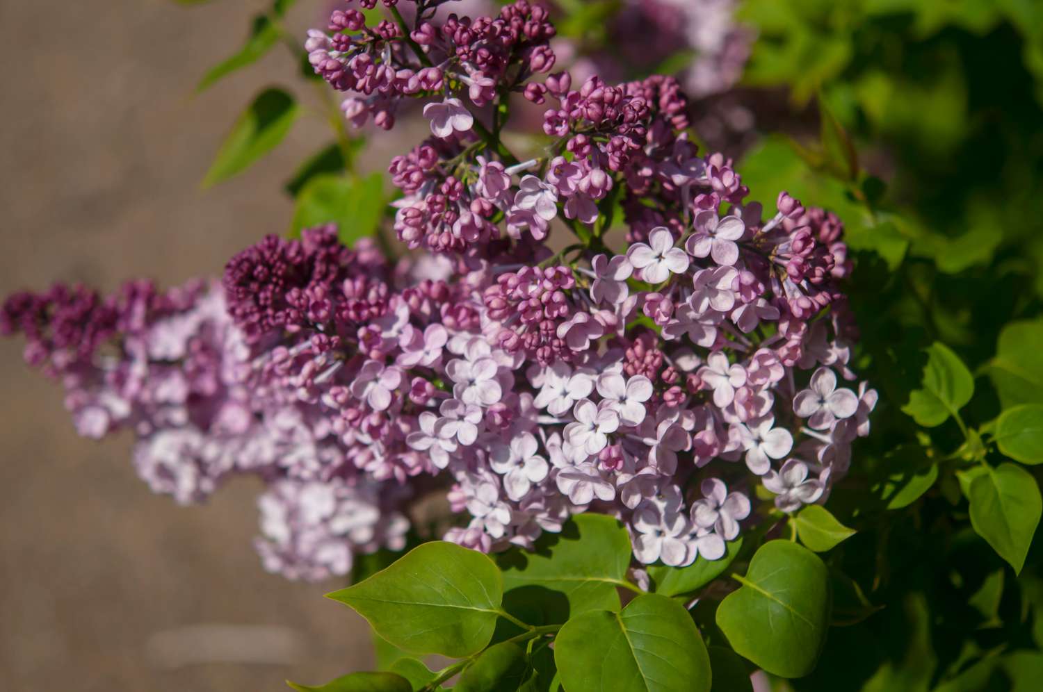 Maiden's blush lilac with reddish-purple flowers and buds closeup