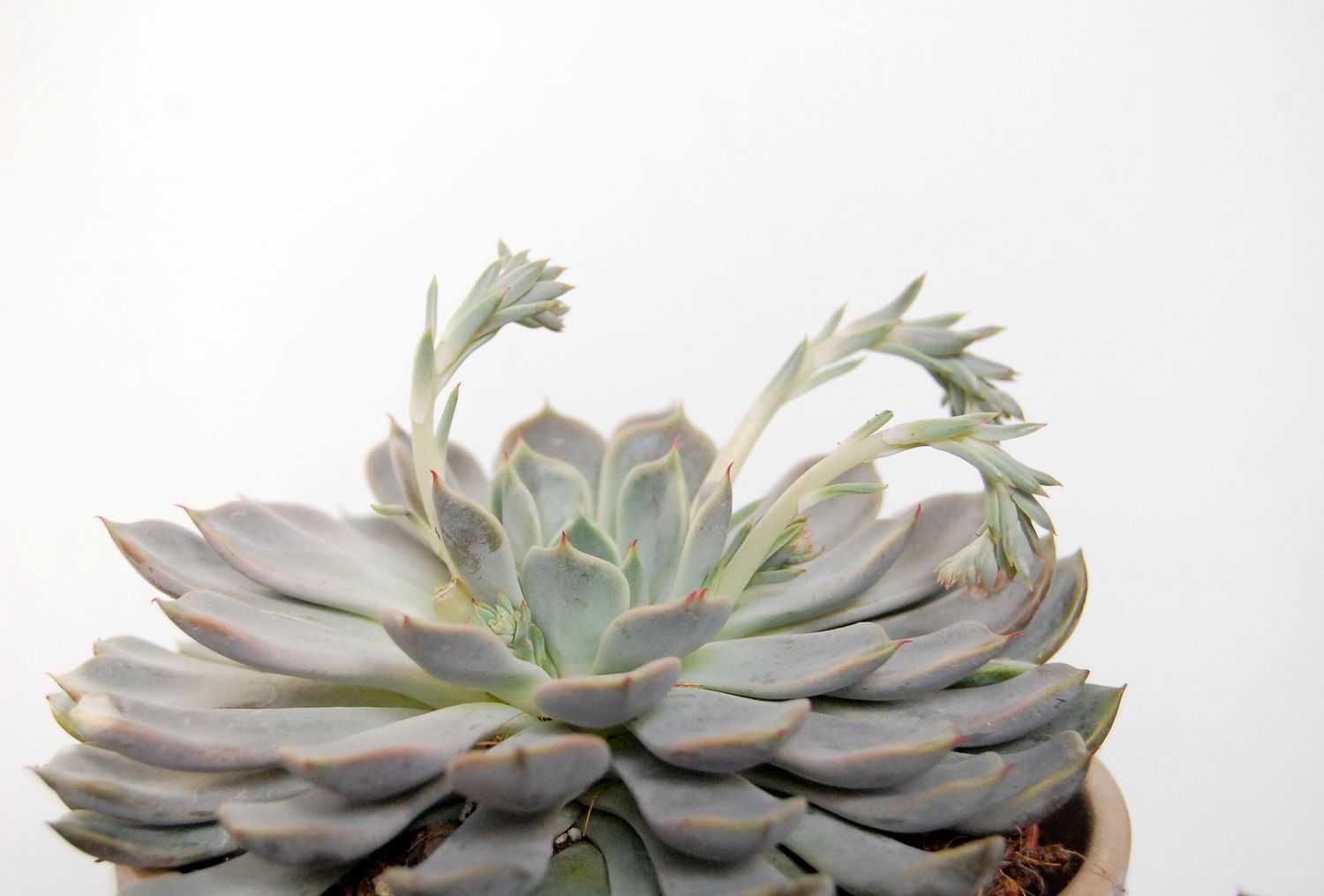 Nahaufnahme einer mexikanischen Schneeball-Sukkulente (Echeveria elegans) mit Blütenstängeln vor weißem Hintergrund