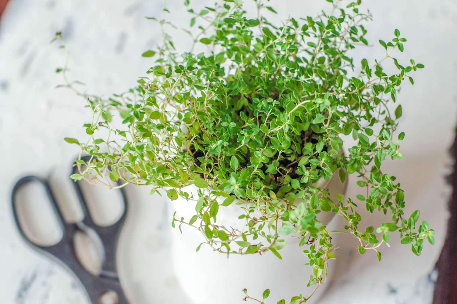 Plante de thym sur un pot blanc