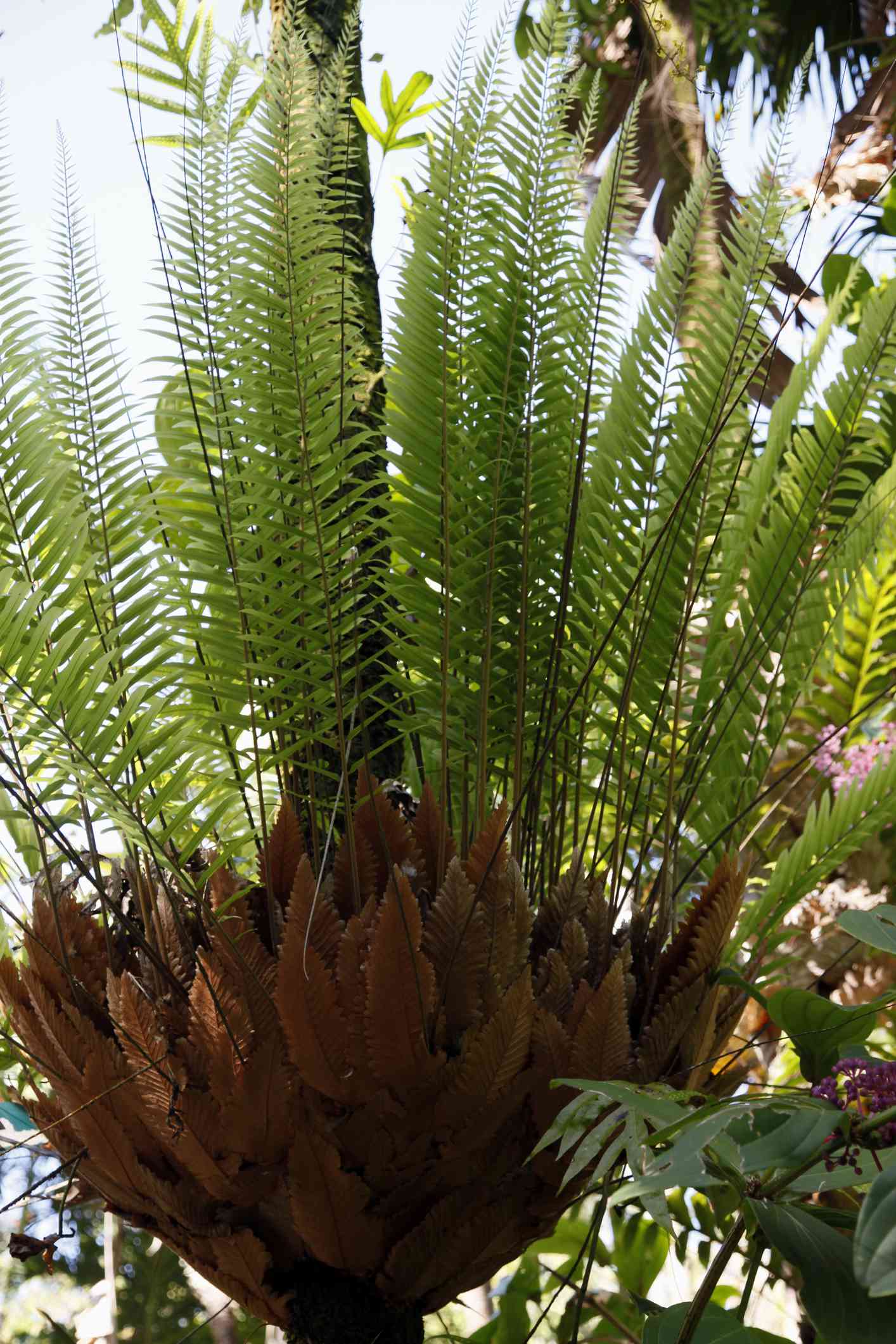 Epiphytischer Farn (Drynaria rigidula) Wächst auf einem Baum