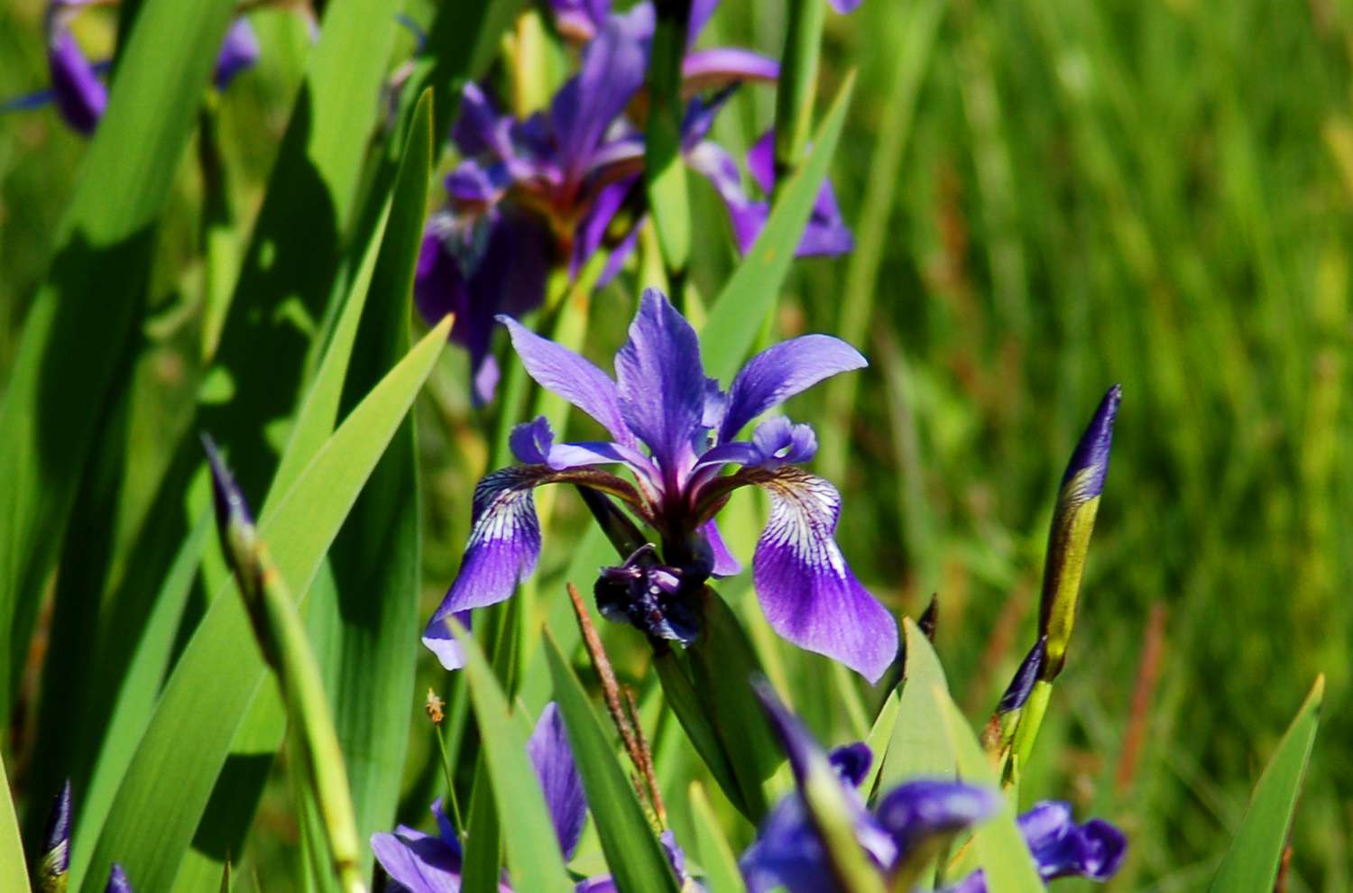 La bandera azul del norte es una especie de iris.