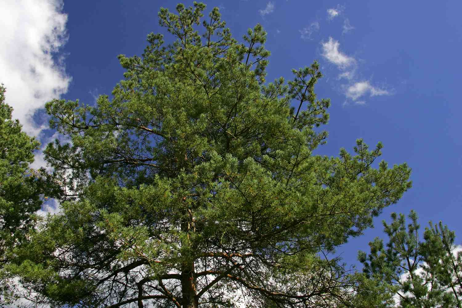 schottische Kiefer - Waldkiefer - Nadelbaum - (Pinus sylvestris)