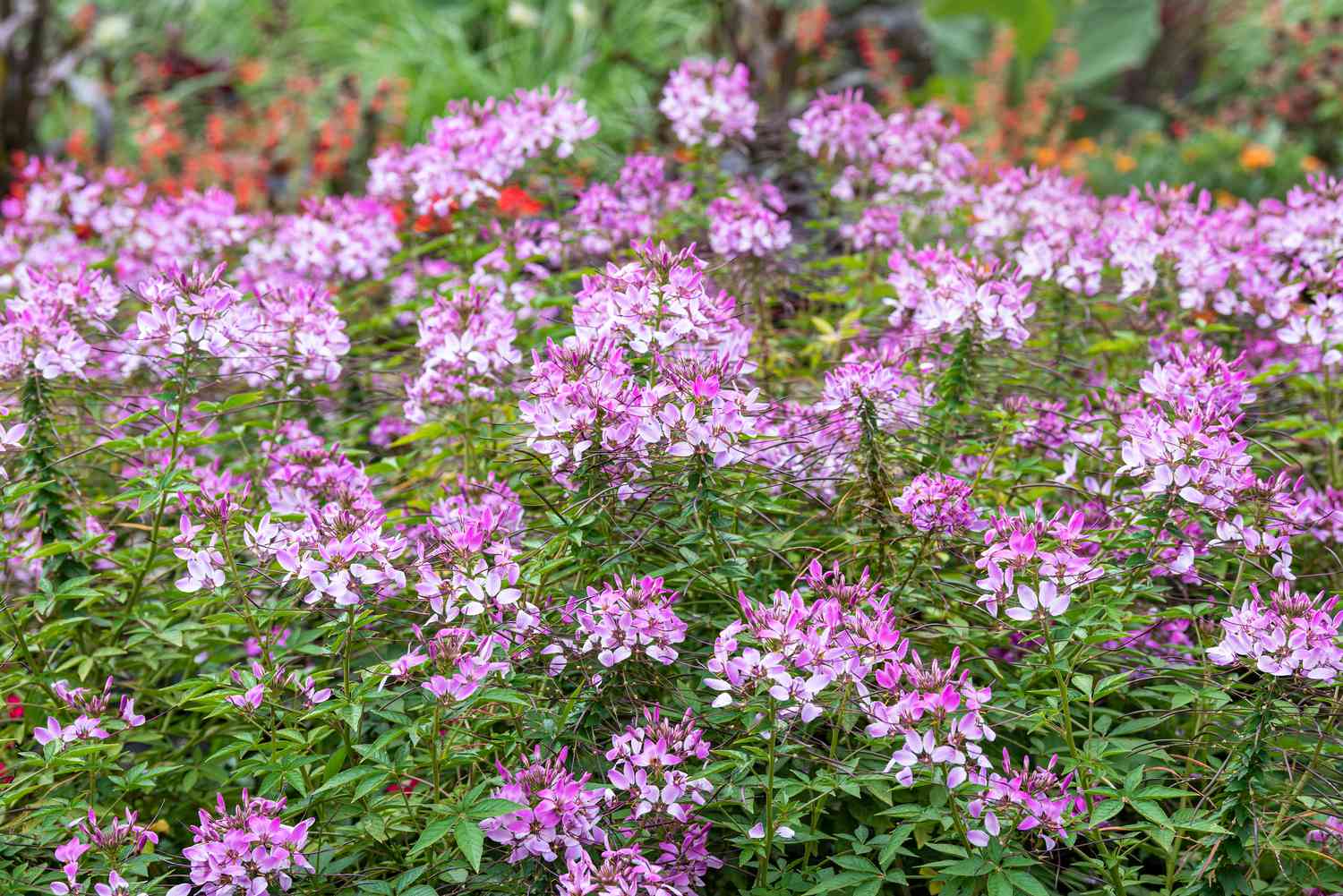 Cleome-Pflanze mit rosa Blütenbüscheln im Garten