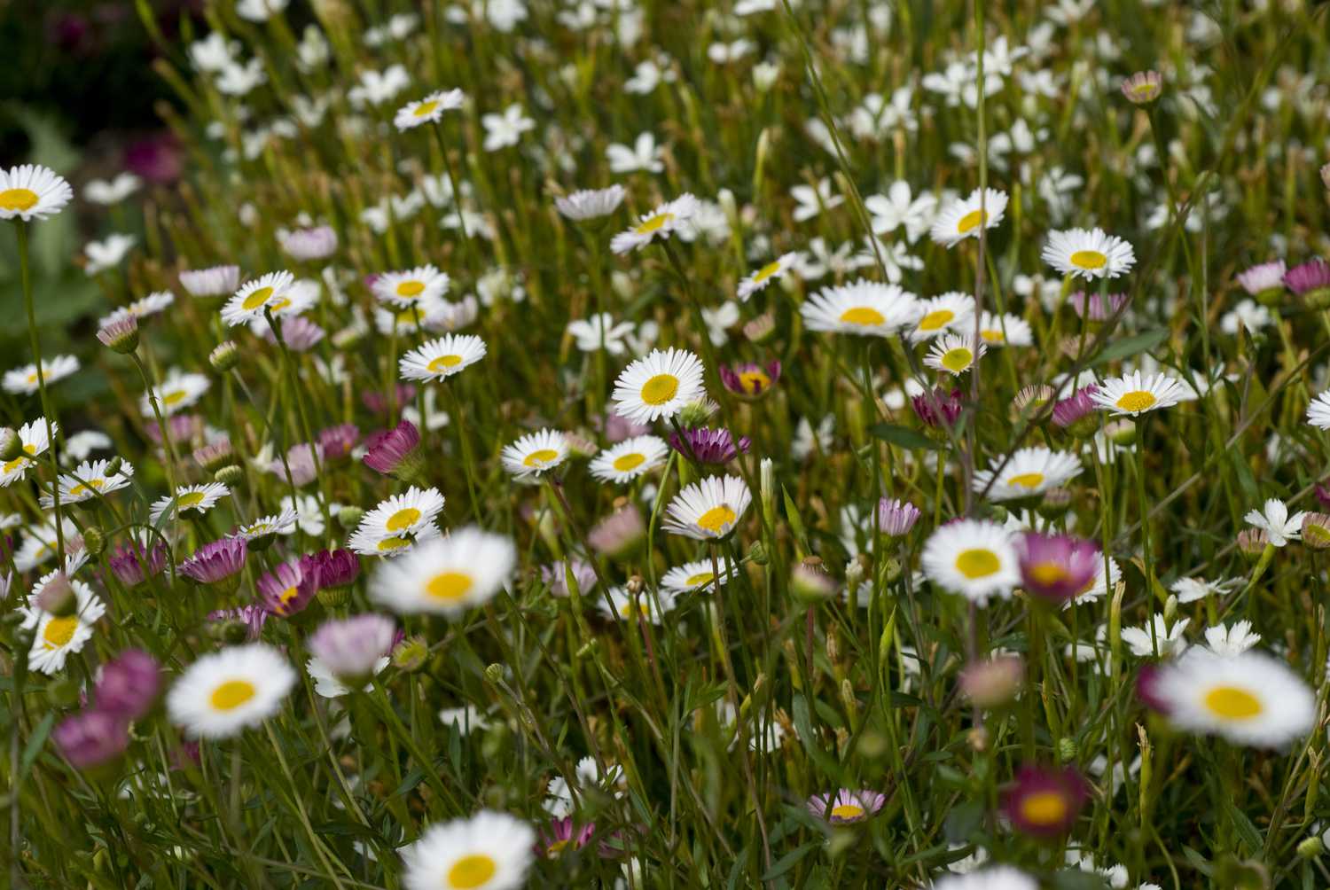 santa barbara daisies