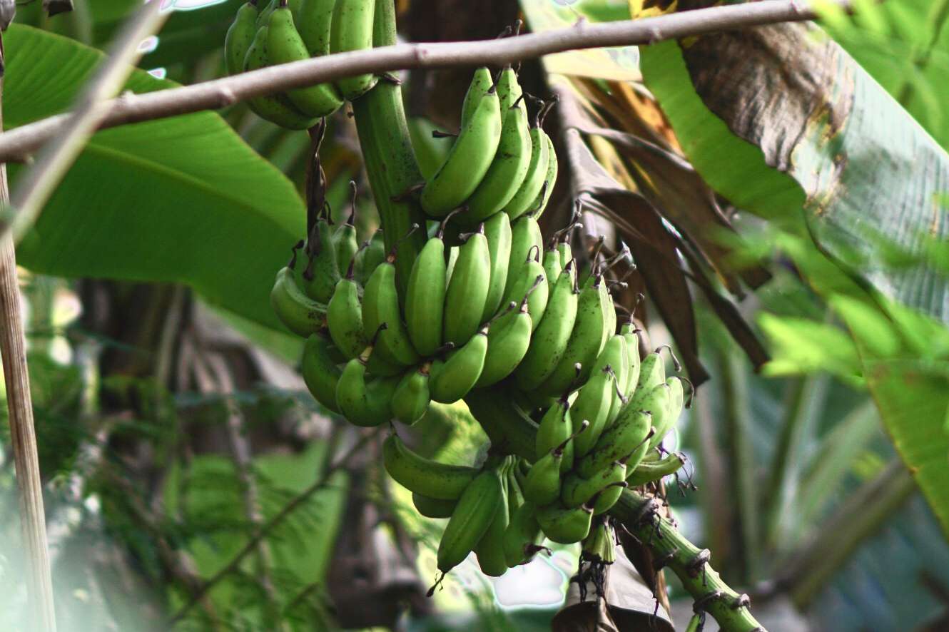 Bananeira japonesa com pequenas bananas verdes penduradas