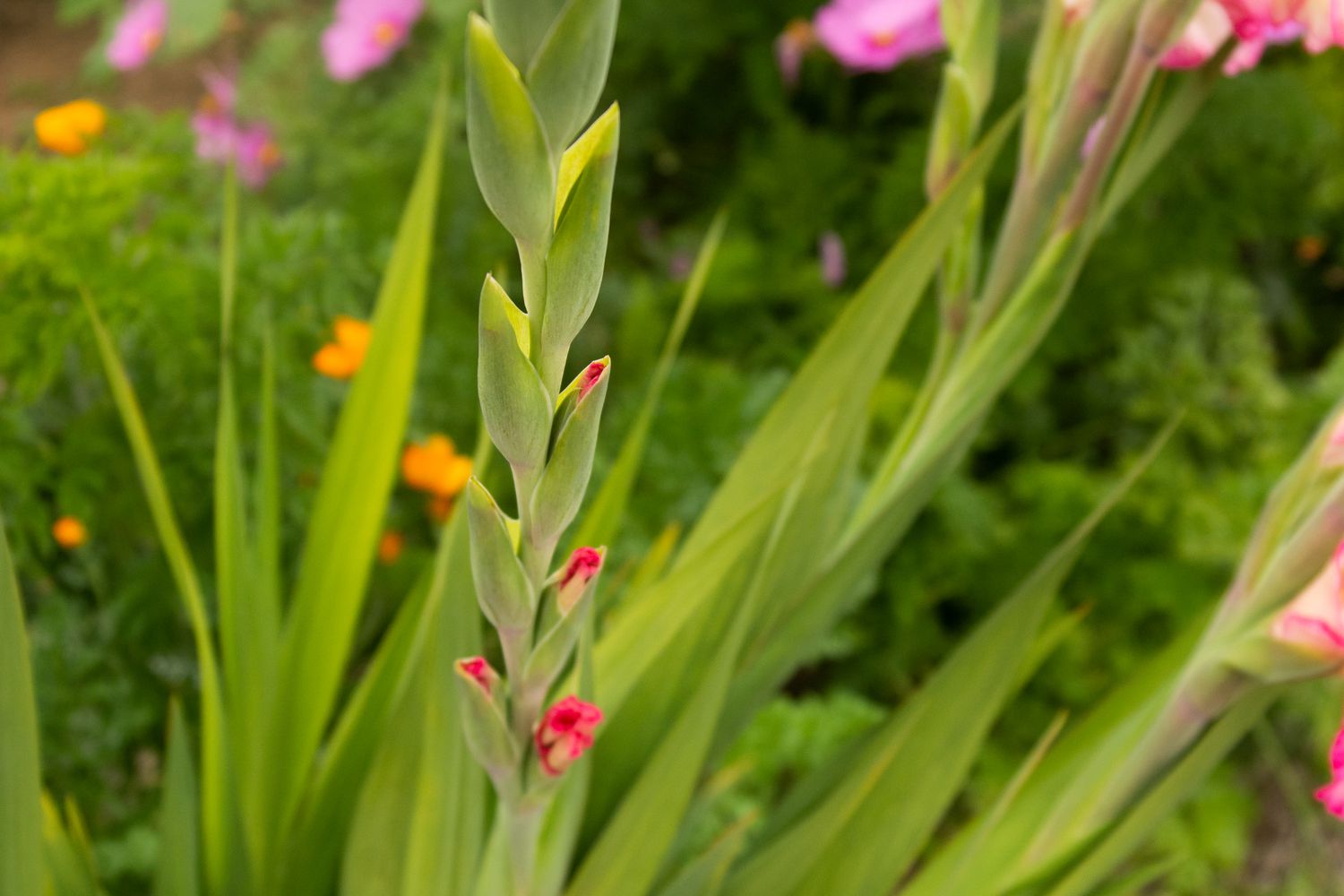 Gladiolenblütenstängel mit kleinen rosa Blütenknospen in Nahaufnahme